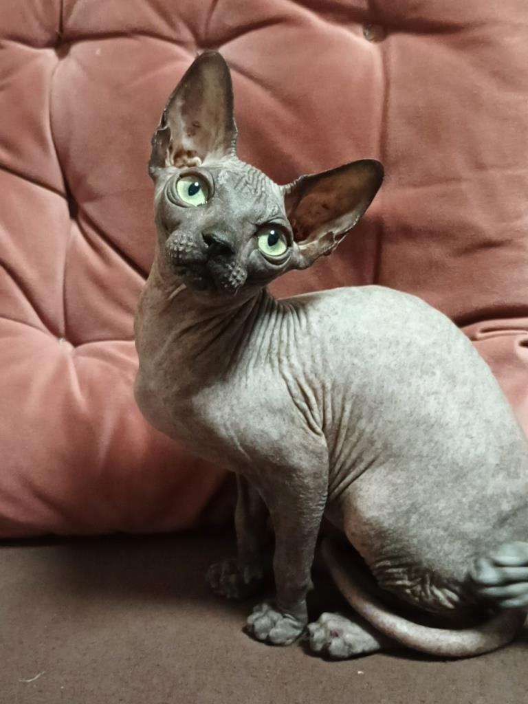 -сфинкс-кошечка