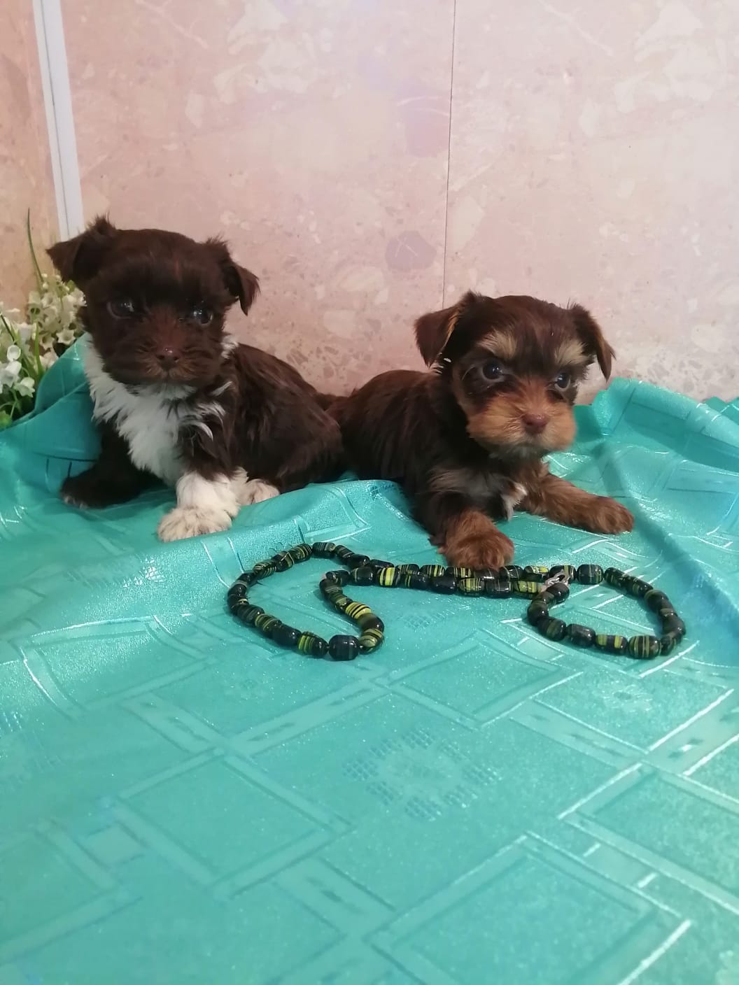 WhatsApp-Image-2024-02-10-at-15.27.00-2