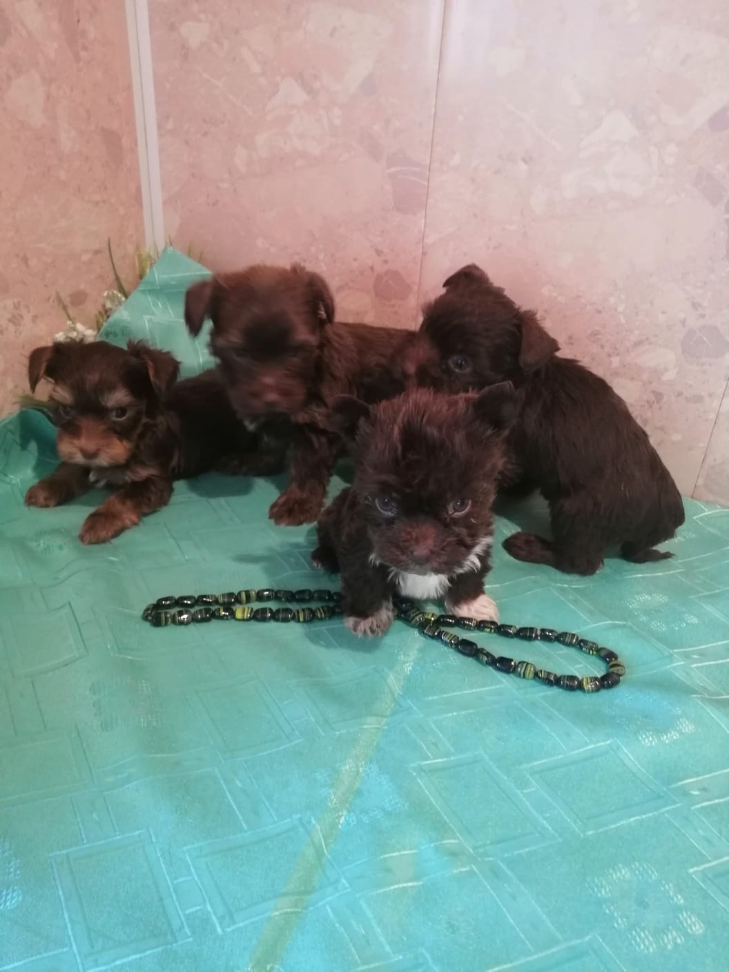 WhatsApp-Image-2024-02-10-at-15.27.01