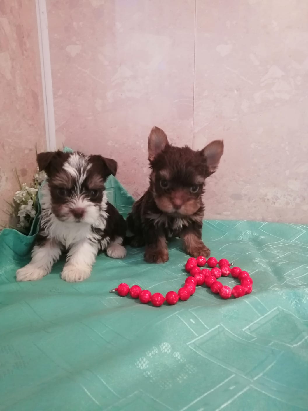 WhatsApp-Image-2024-02-10-at-15.39.44