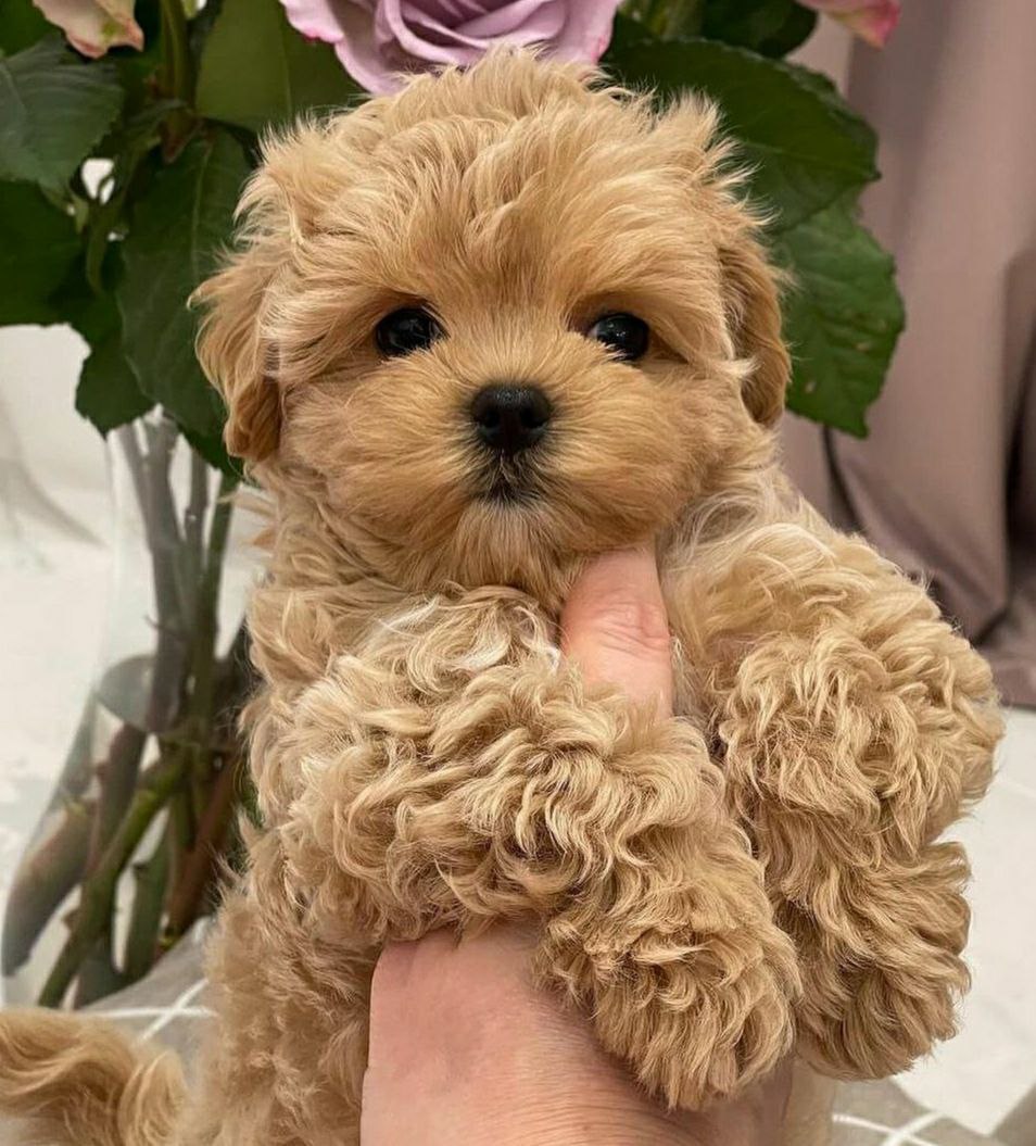 photo_5433905143461564481_y