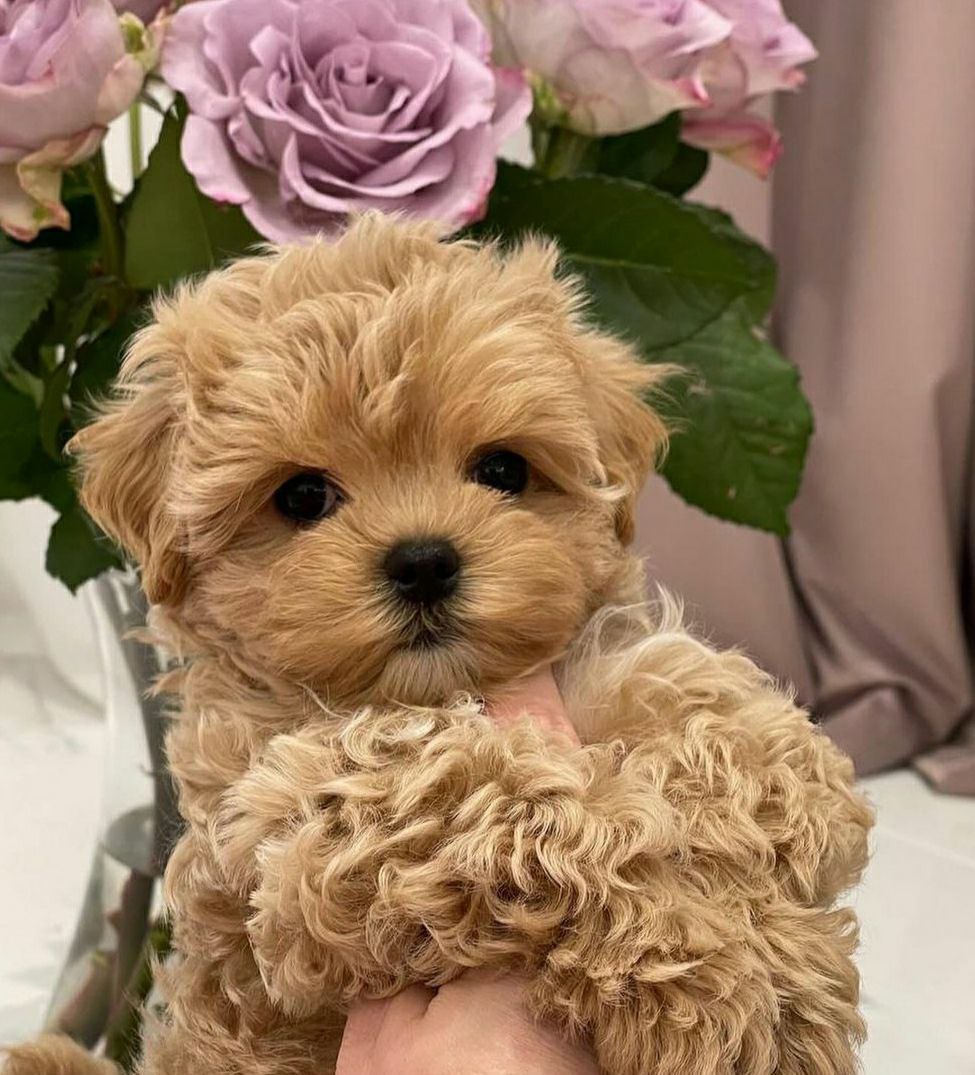 photo_5433905143461564482_y