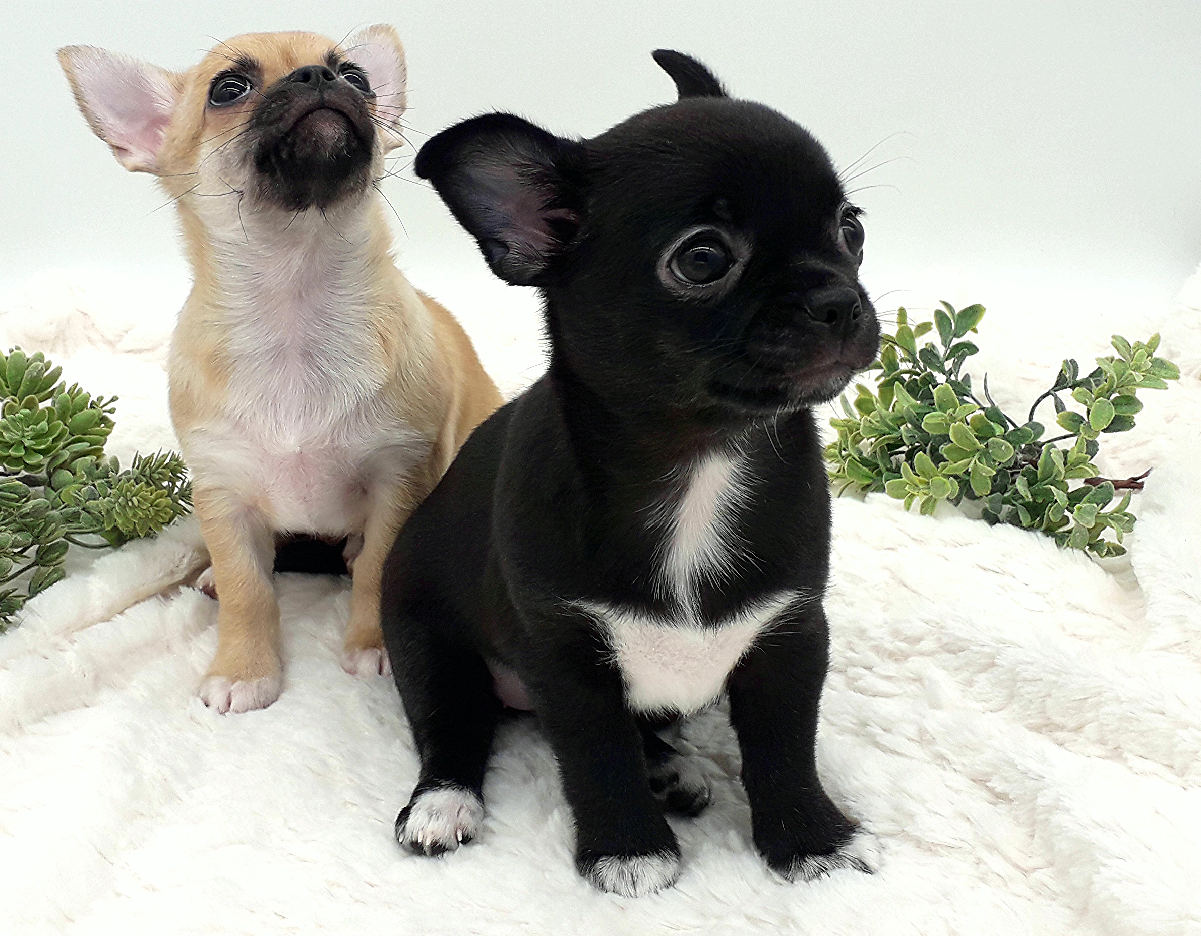 034парочка-хорошо-—-копия