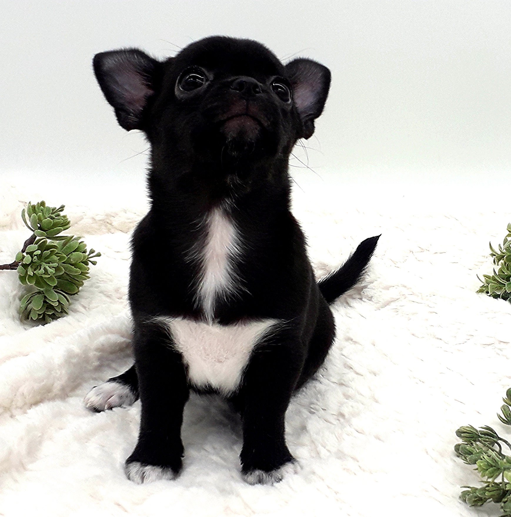 157147шанель-коко