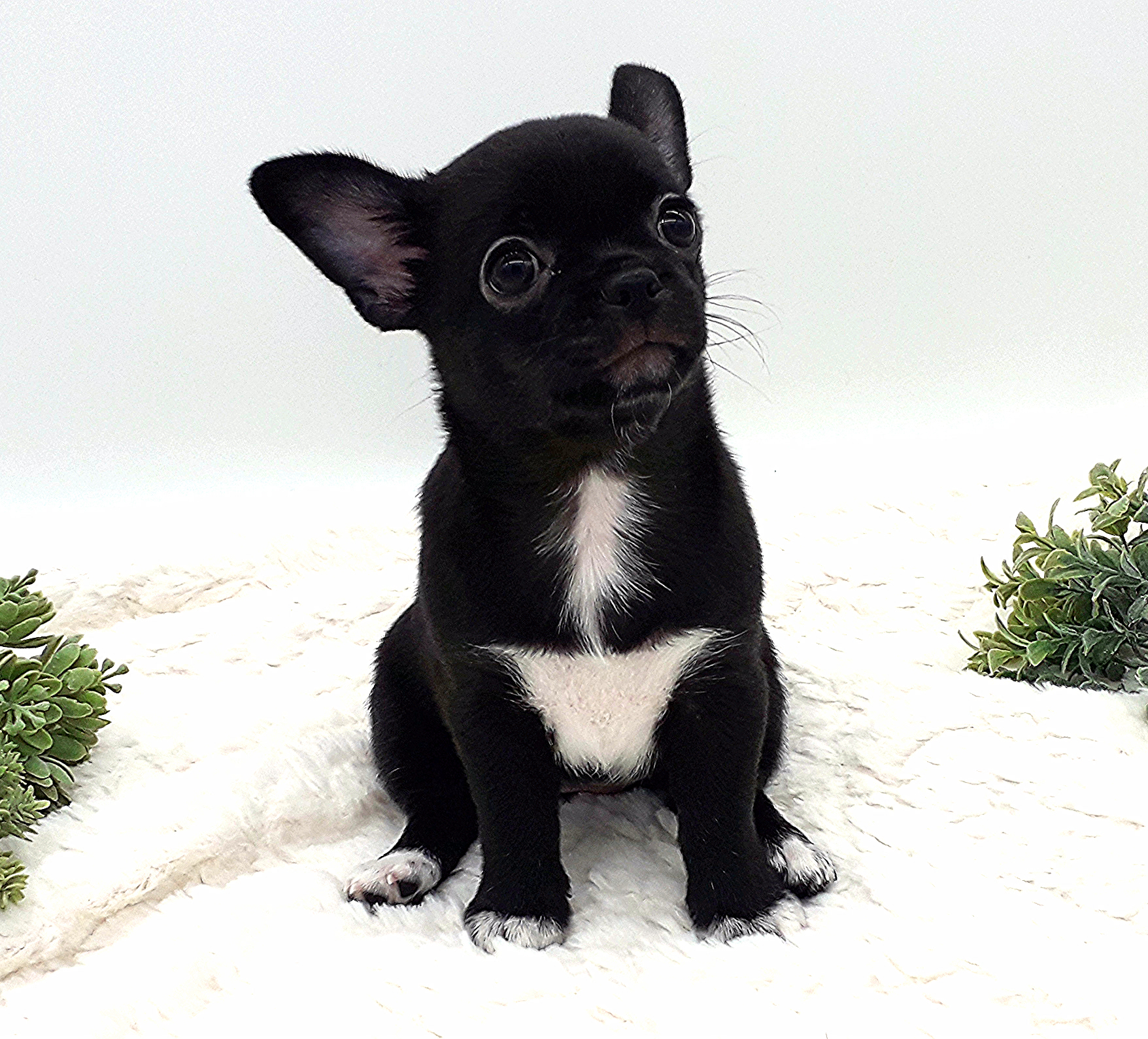 174147шанель-коко-—-копия