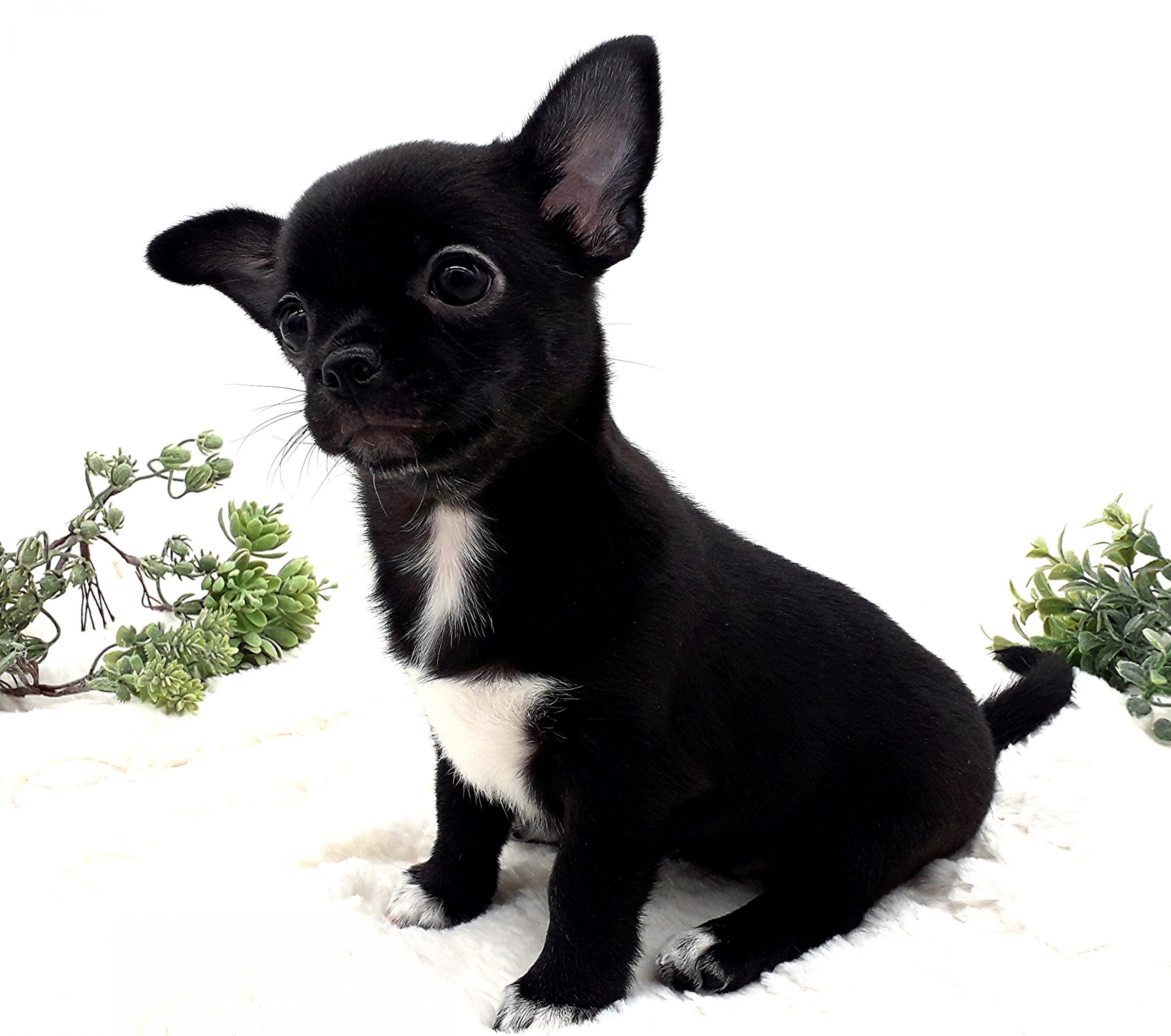 212шанель-мадмуазель