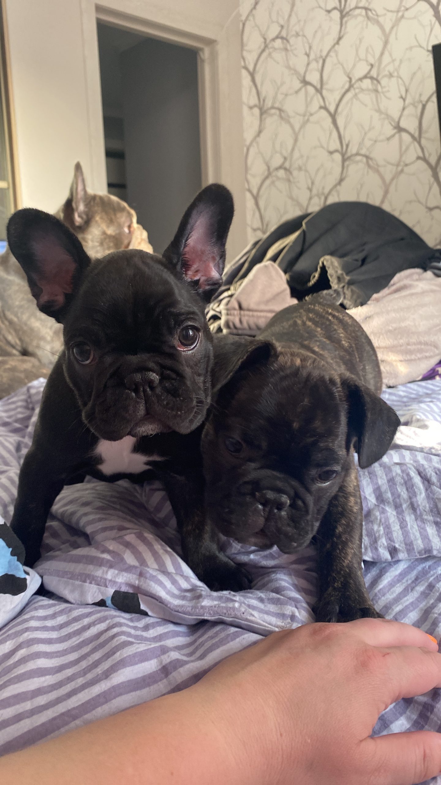 28917523-1E9B-4971-8C3B-FBAE79508ED4