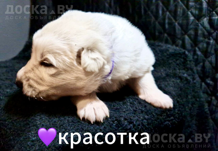 animals-dogs-white-swiss-shepherd-dog-1-1.800