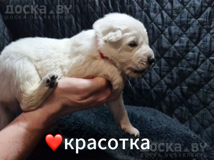 animals-dogs-white-swiss-shepherd-dog-1-2.800