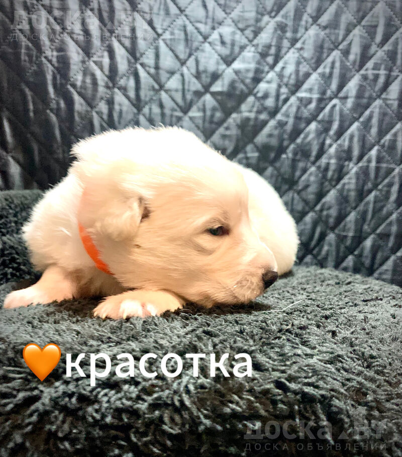 animals-dogs-white-swiss-shepherd-dog-1-3.800