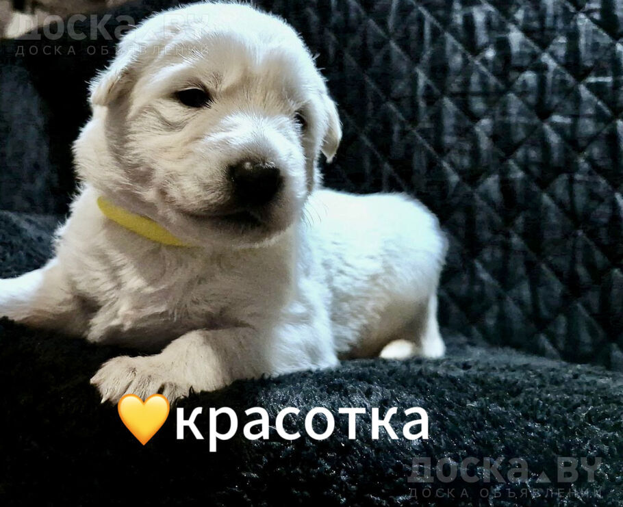 animals-dogs-white-swiss-shepherd-dog-1-4.800