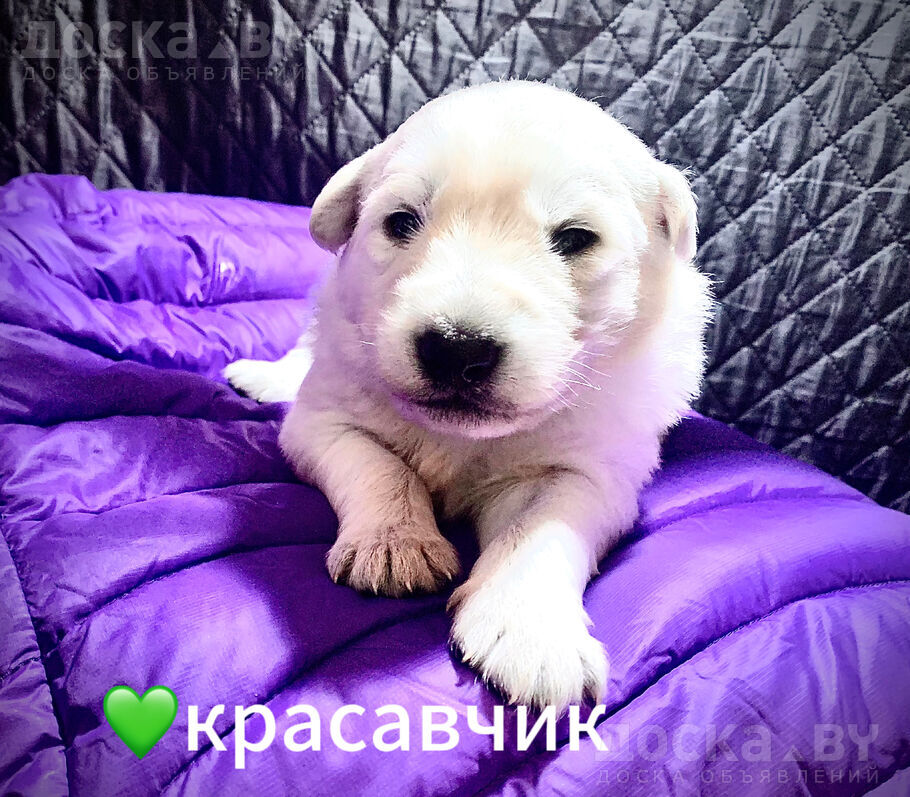 animals-dogs-white-swiss-shepherd-dog-1-5.800