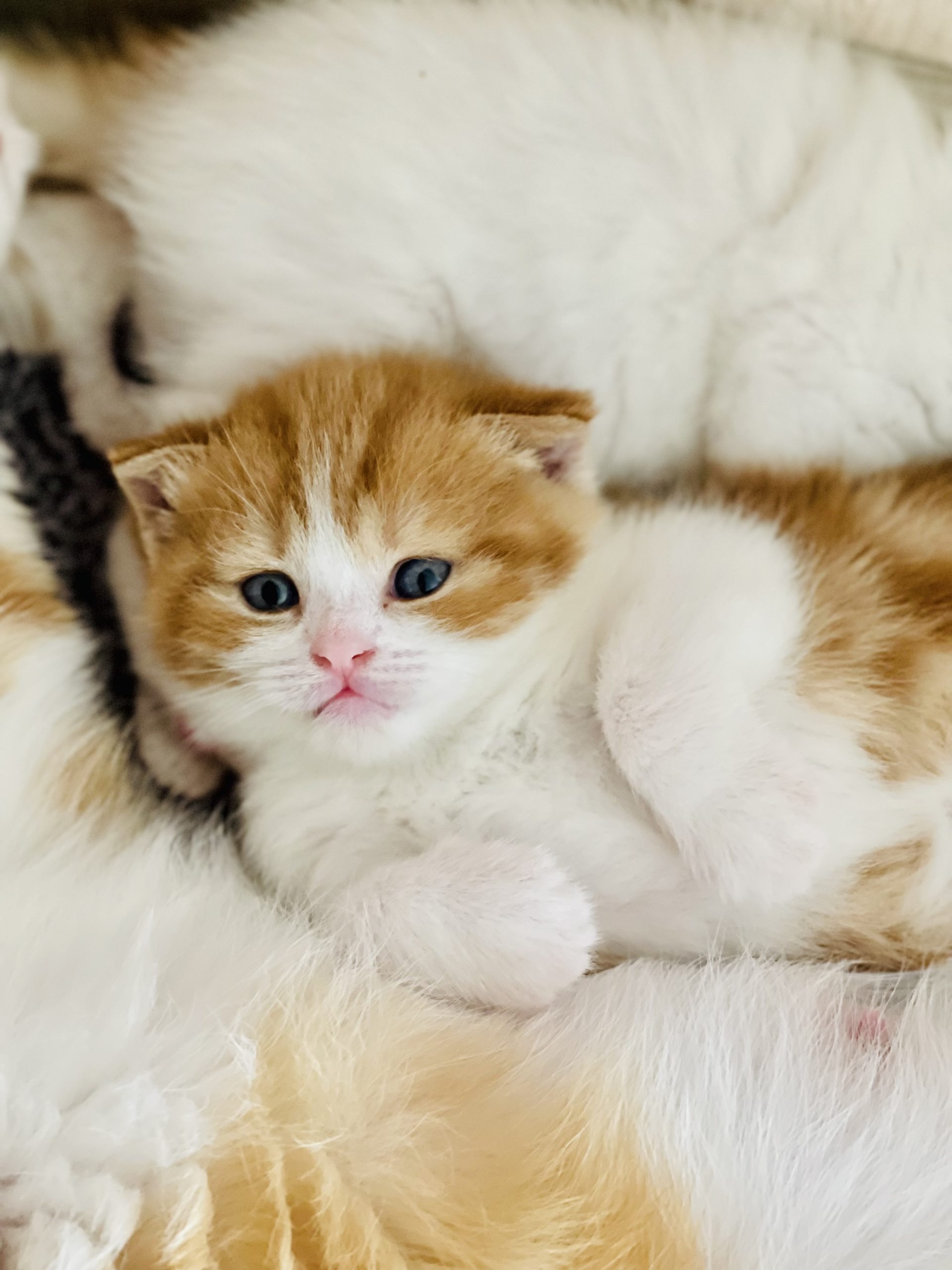 0CC45333-0D87-4DEC-B98E-362FBC609023