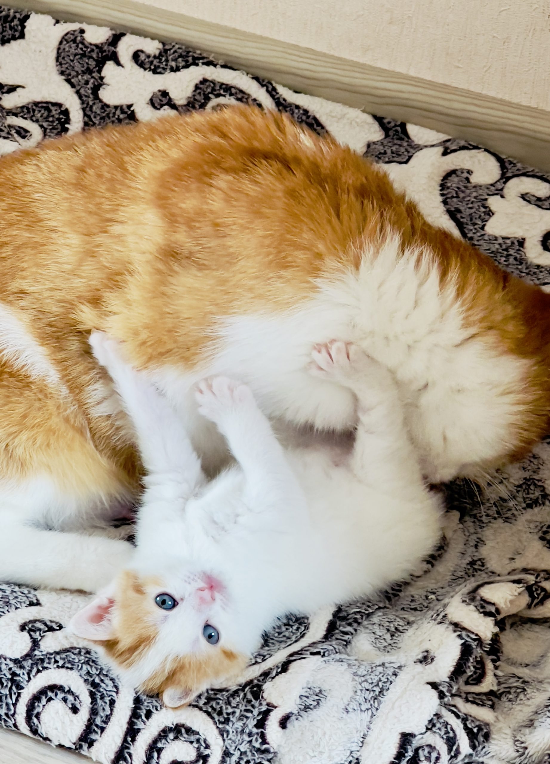 0DFEF65D-6225-4946-B7BA-A631512C8FE8