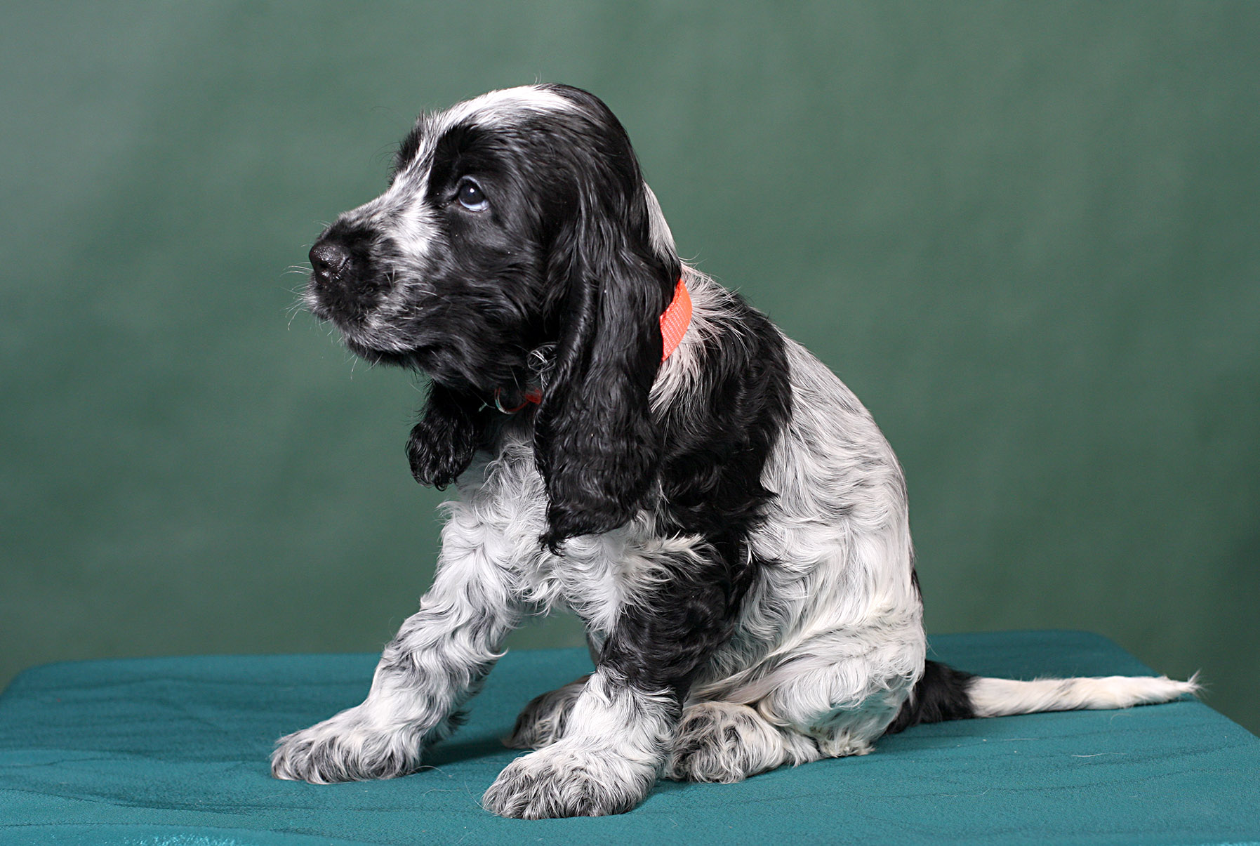 2-оранжевая