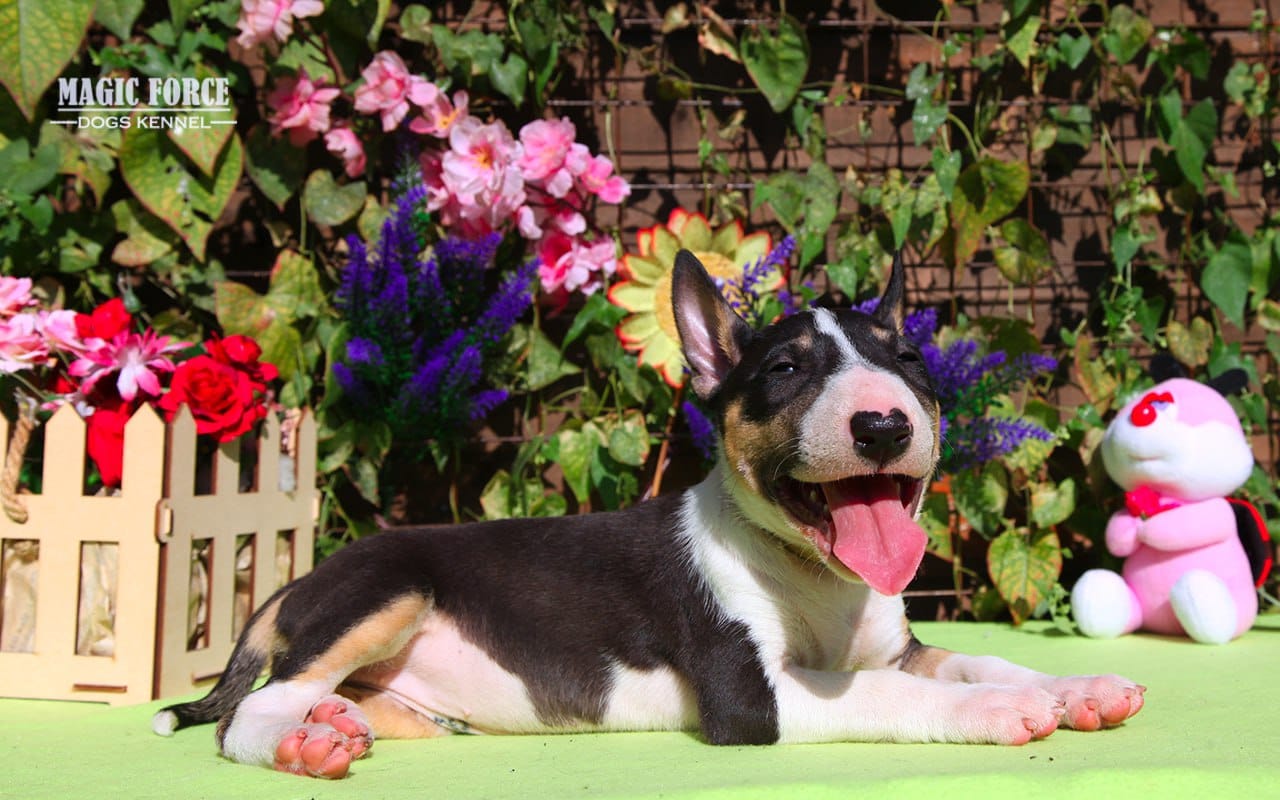 -WhatsApp-2024-08-26-в-21.38.18_b3c5b29f-1