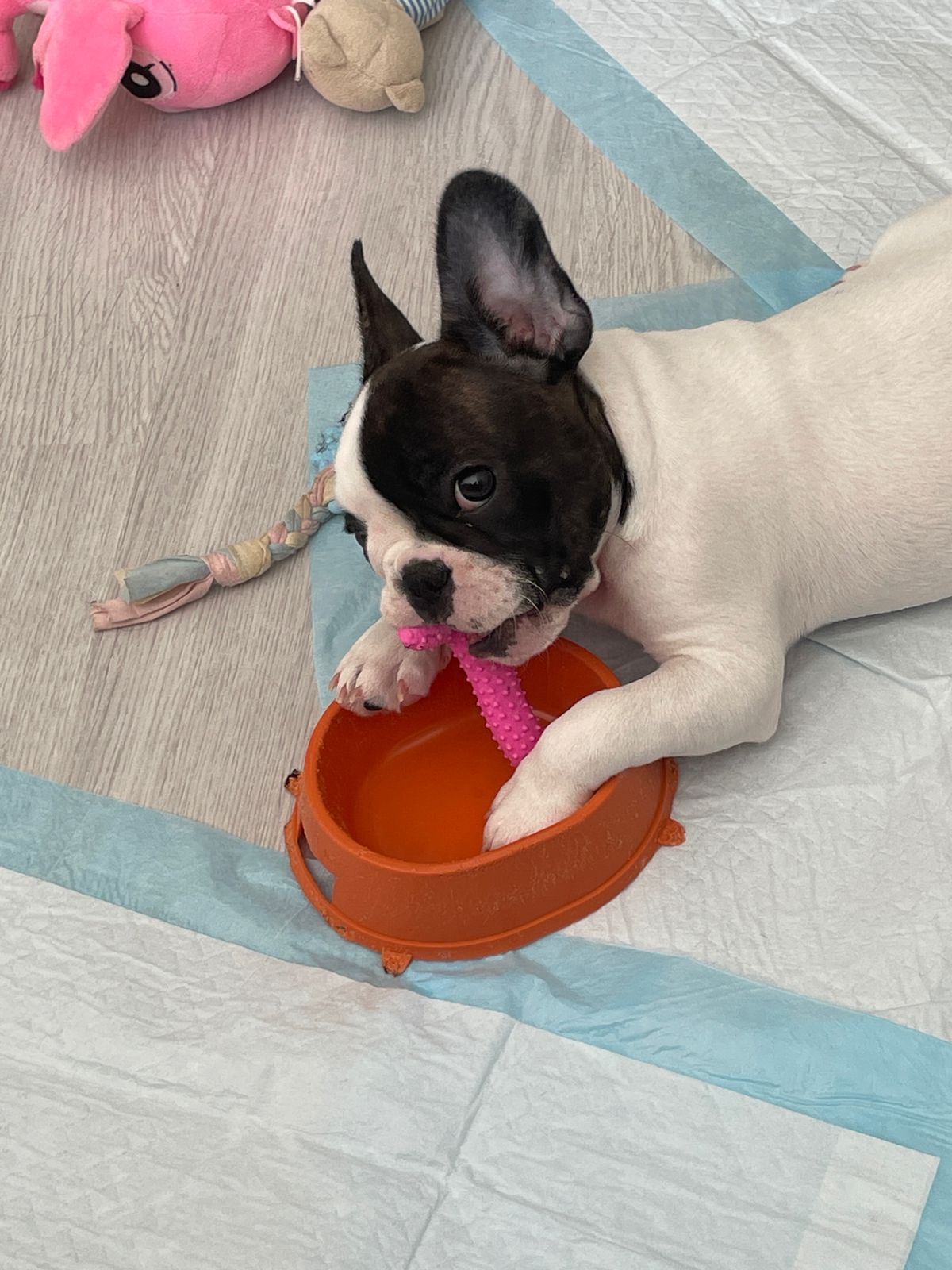 d25b554c-21fe-4aac-b8a3-2d974f6a1c8f