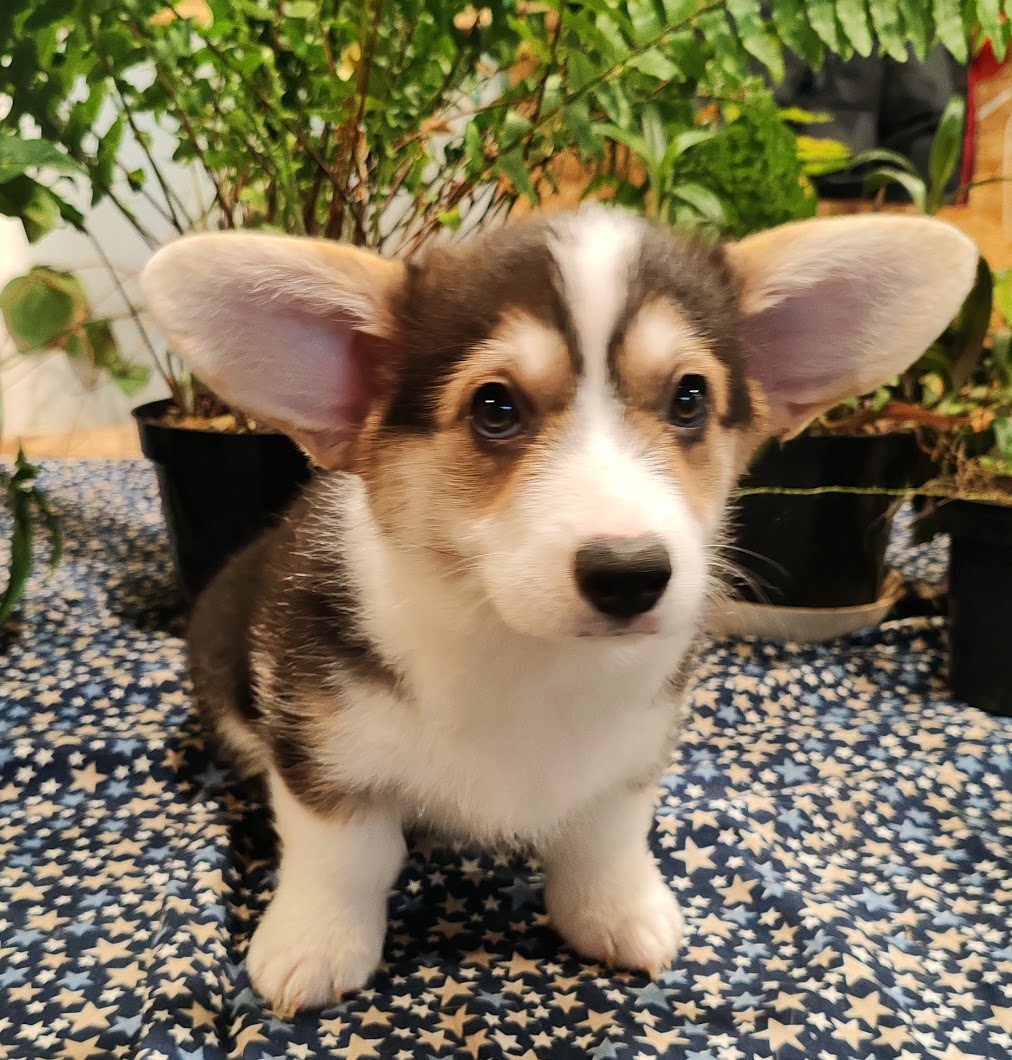 IMG_20241203_110727_12