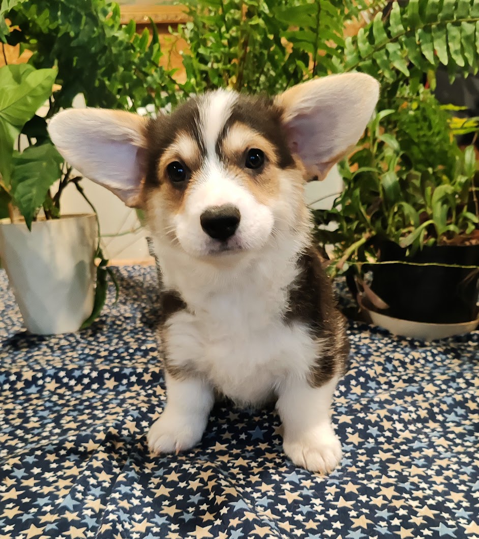 IMG_20241203_1109512