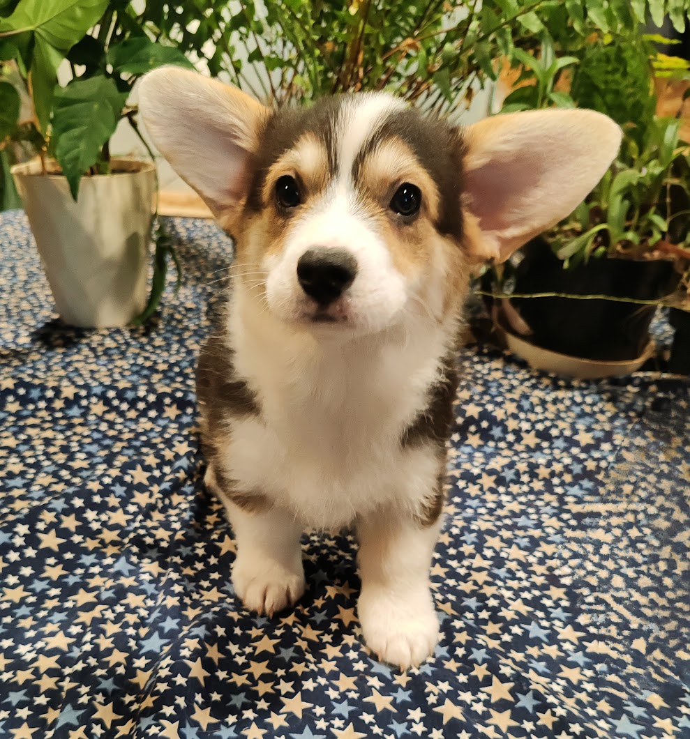 IMG_20241203_1110112