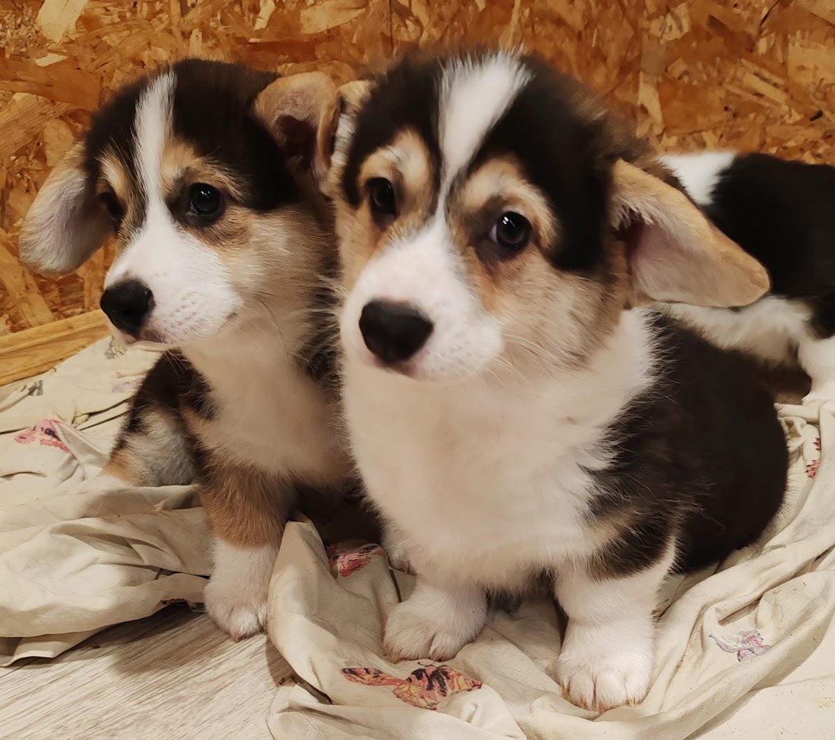 IMG_20241203_1153582