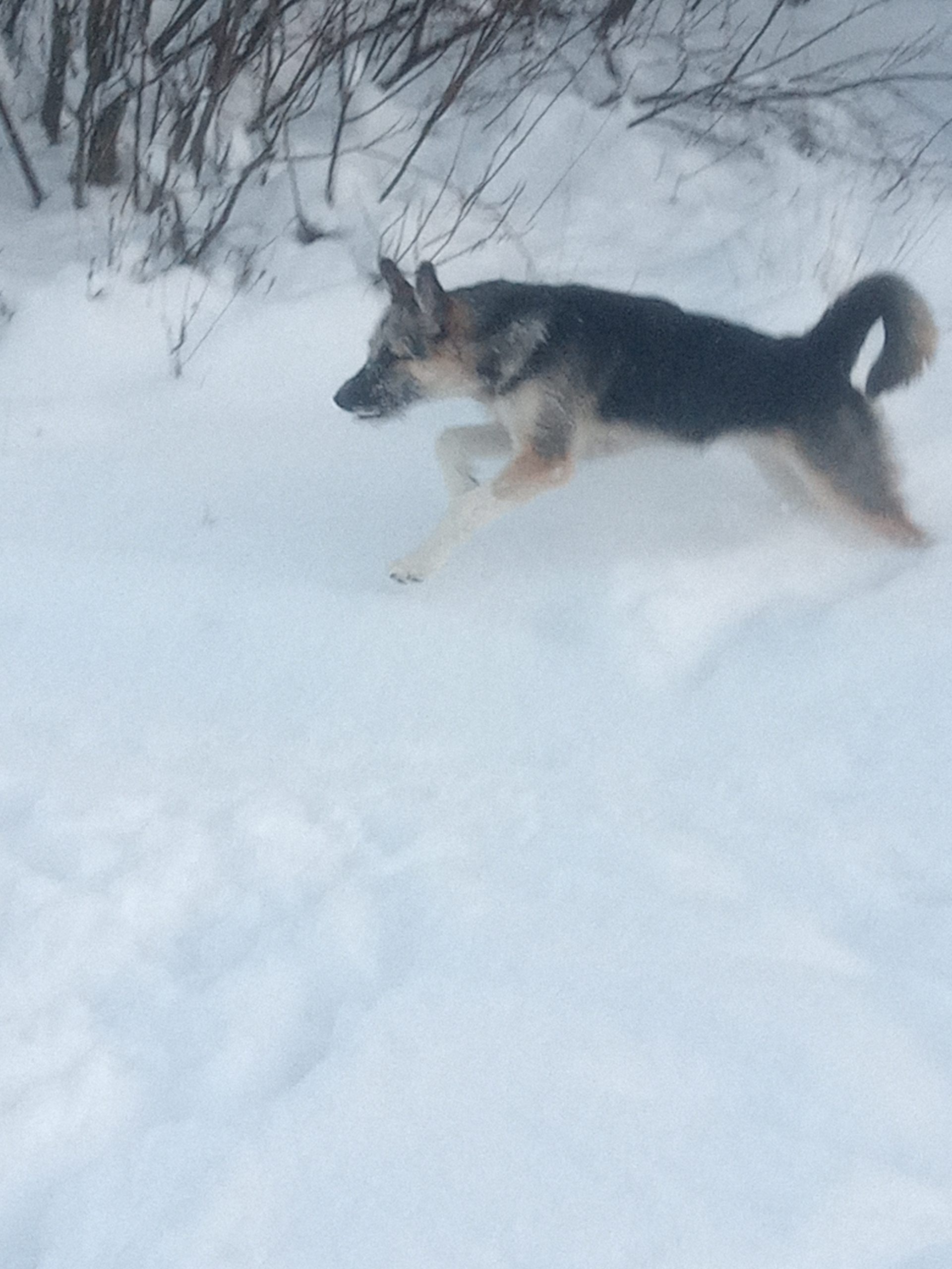 IMG_20241217_125259_077