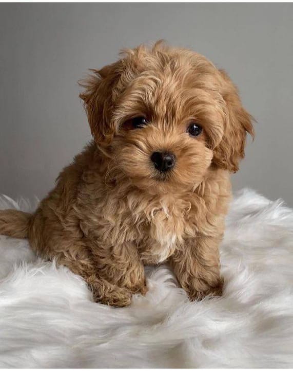 whatsapp-image-2022-10-02-at-115731-57219