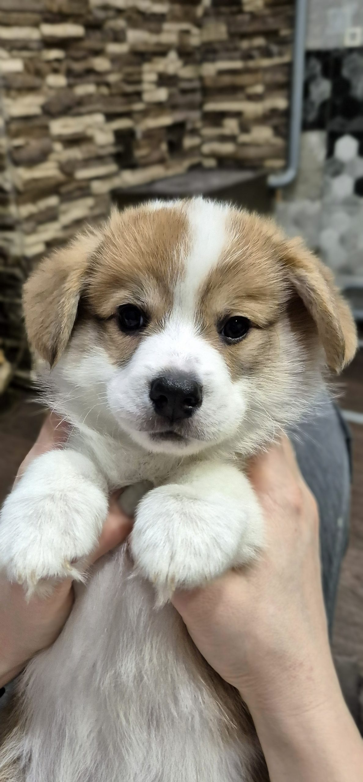 20250130_212948_resized