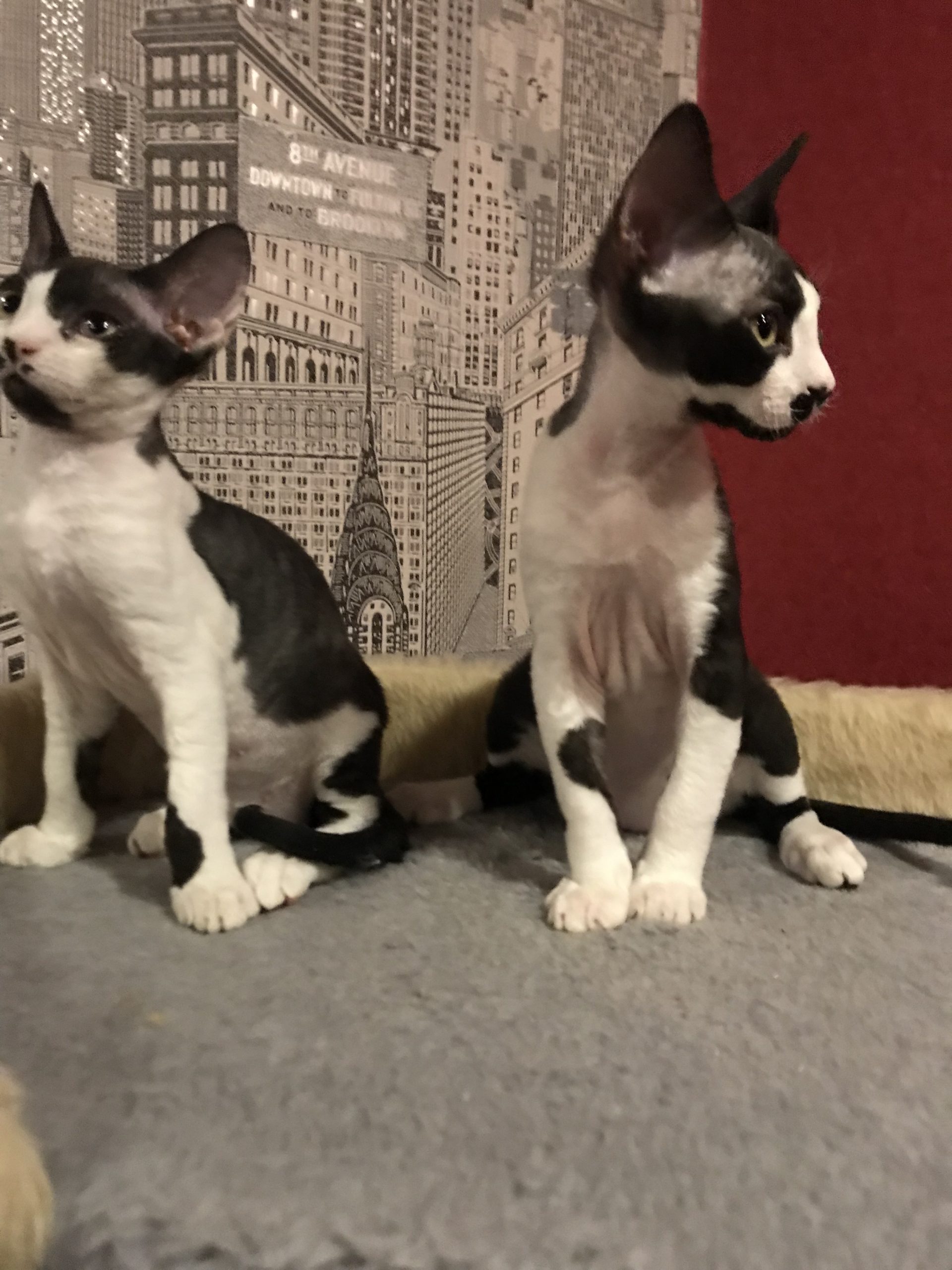 8B6E1B53-78B9-4726-B939-8ACC9ADB92C5