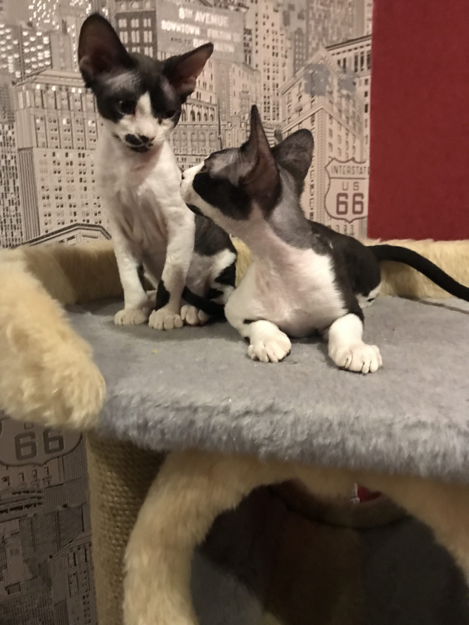 A5D081E6-1310-4C5F-85DE-51C3879E40F7