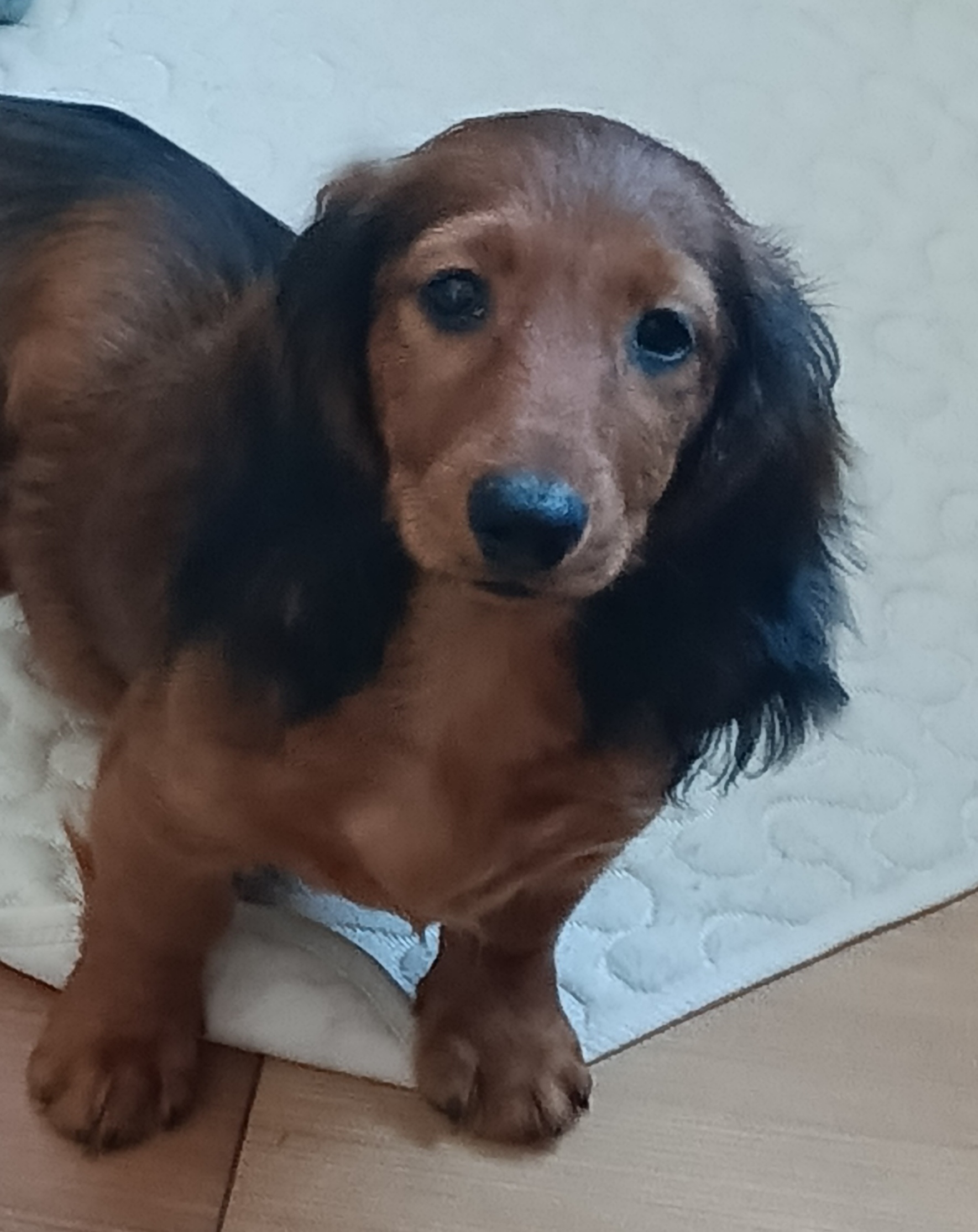 IMG_20250216_153444_045