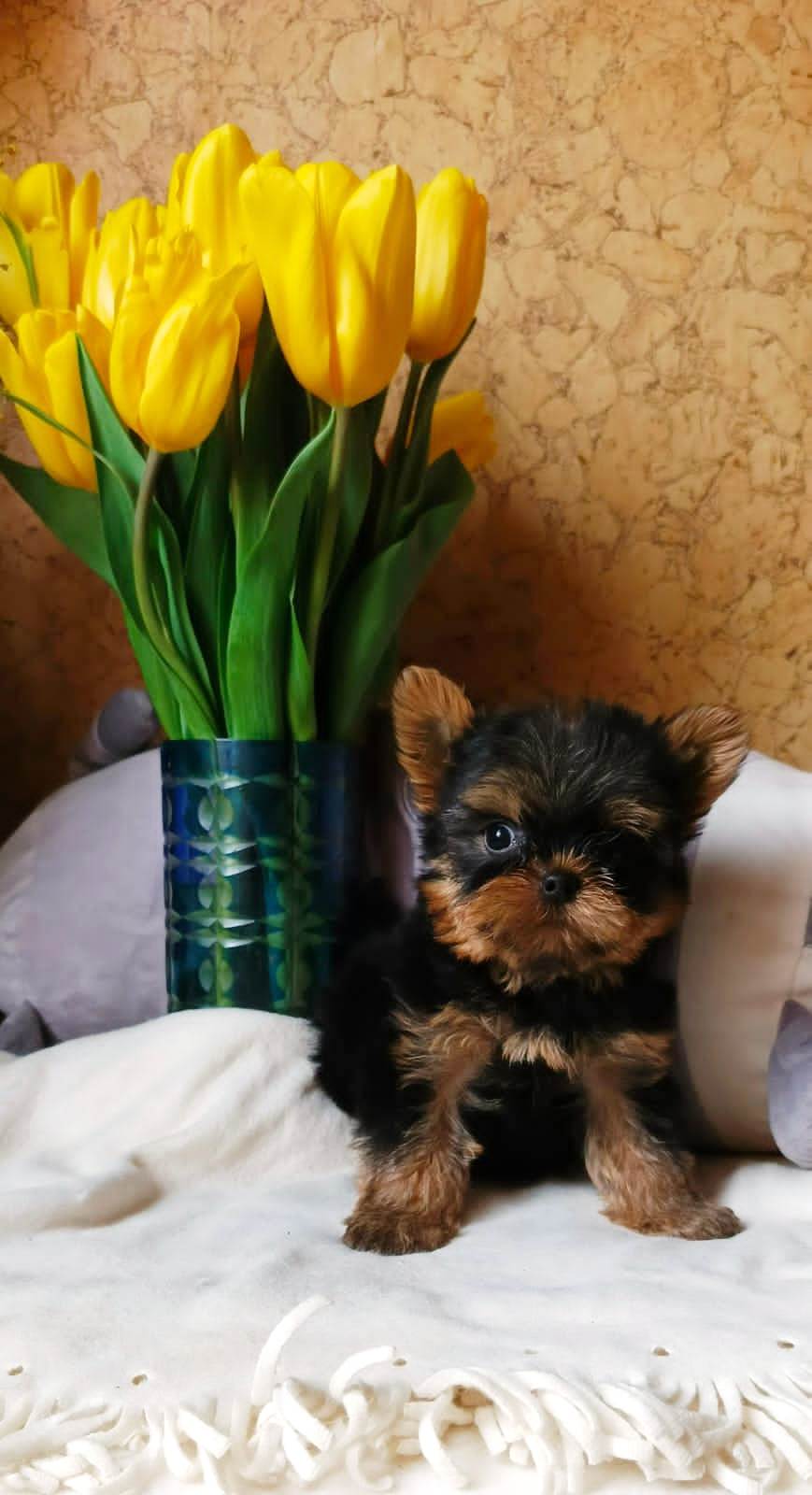 IMG-20250312-WA0054-1