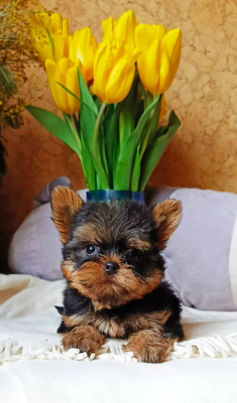 IMG-20250312-WA0063-1