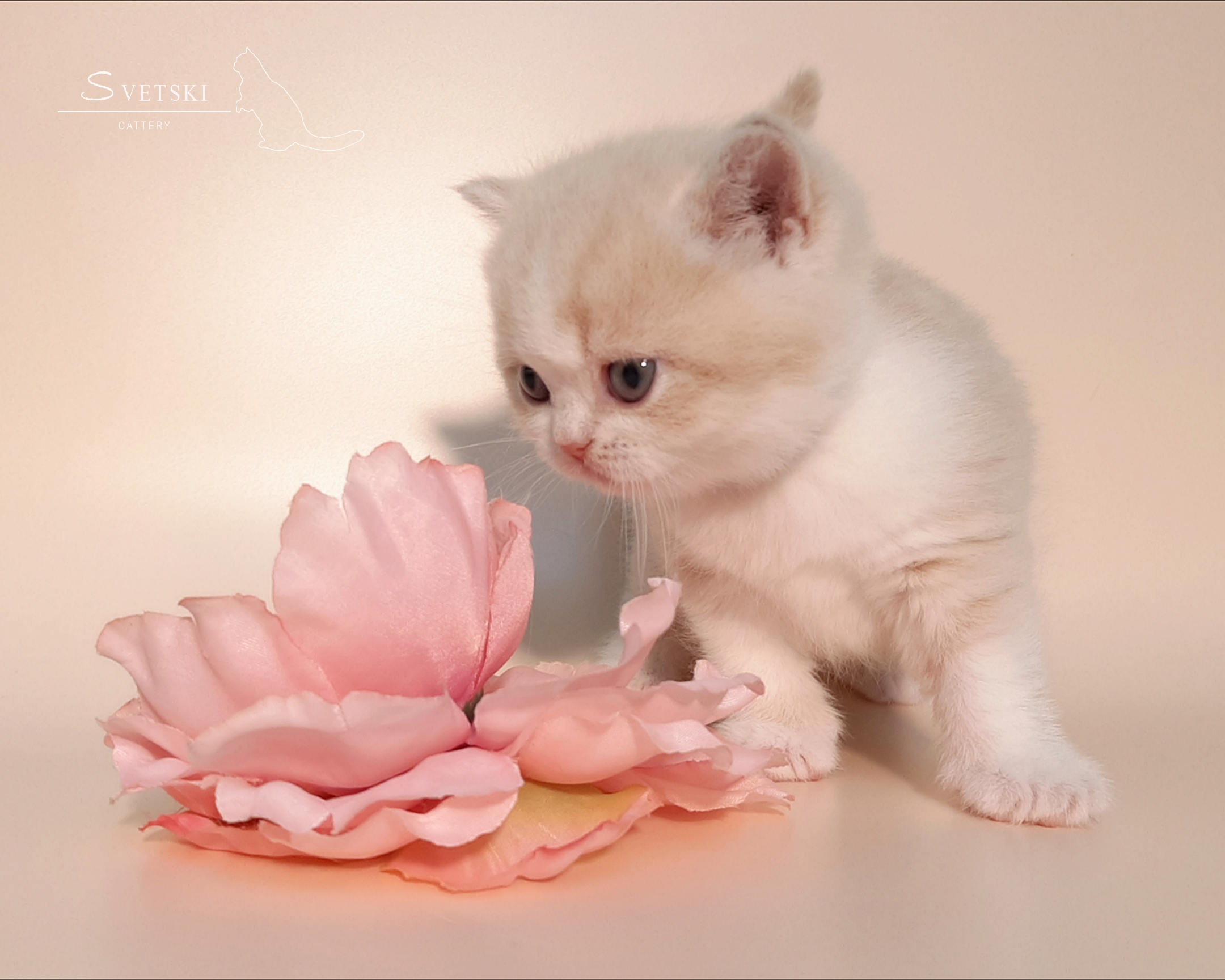 Polish_20250225_193353946