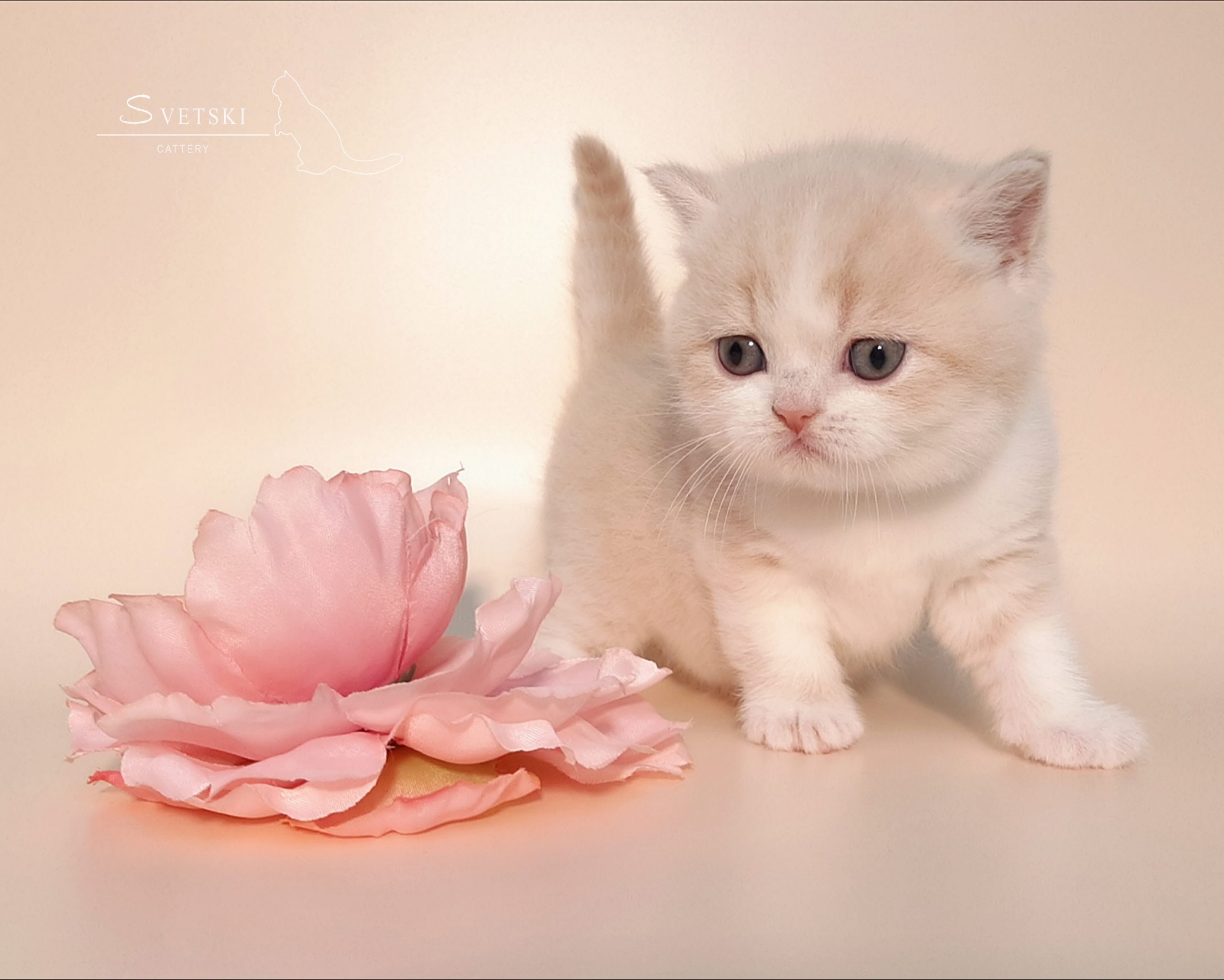 Polish_20250225_194003983