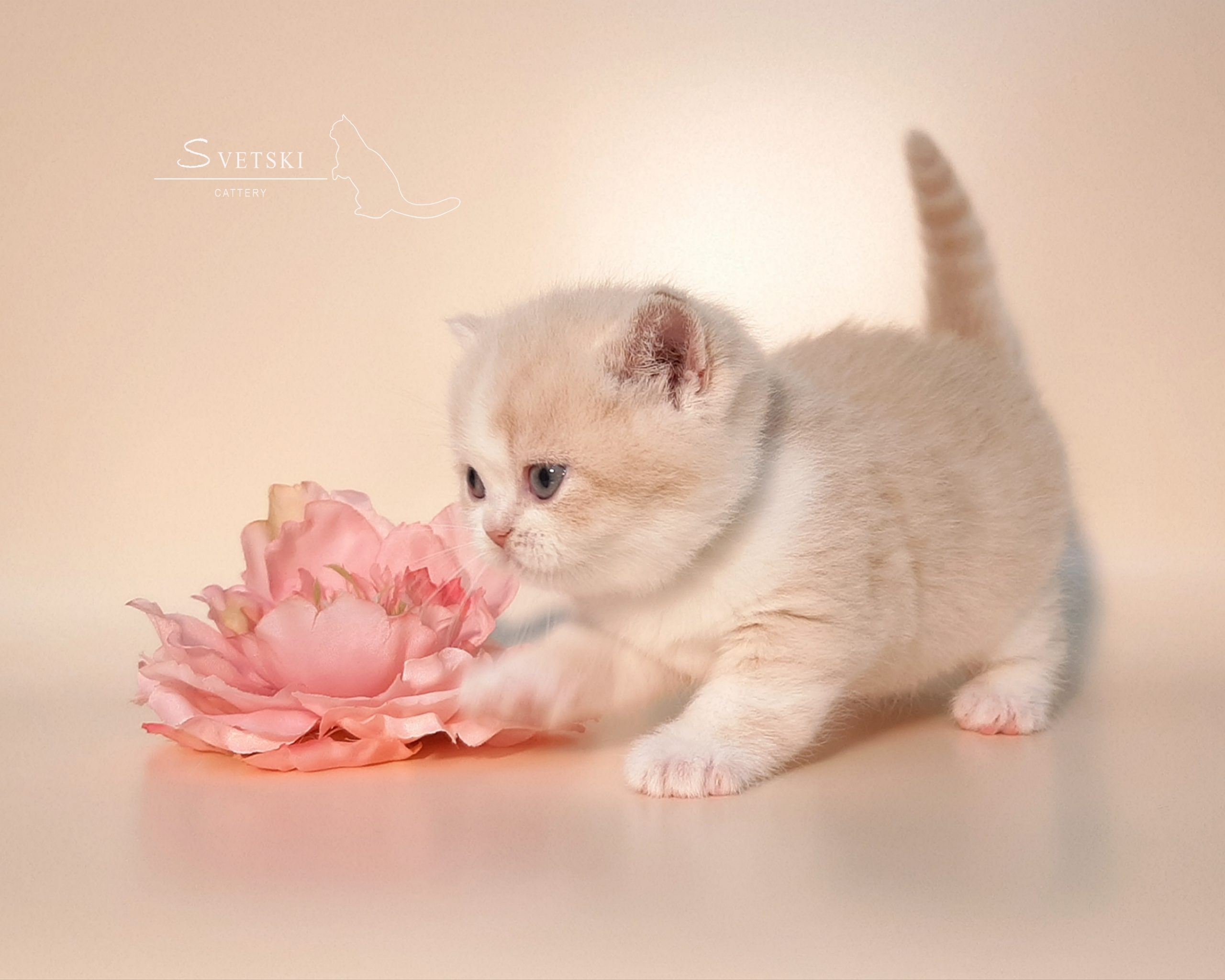 Polish_20250225_195115226