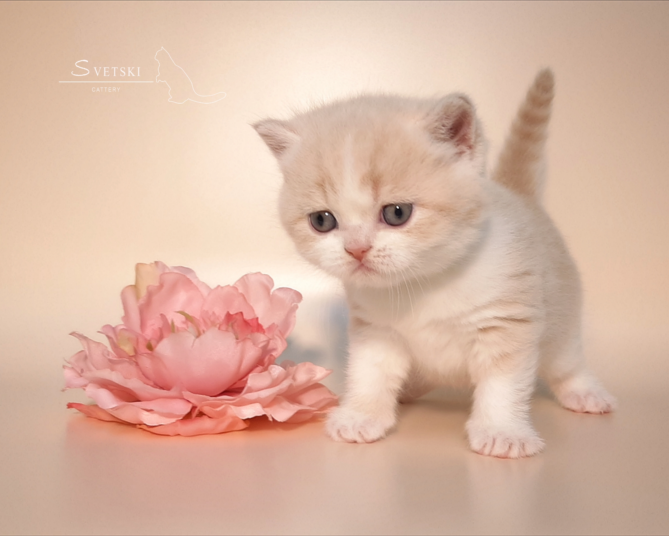 Polish_20250225_195824841