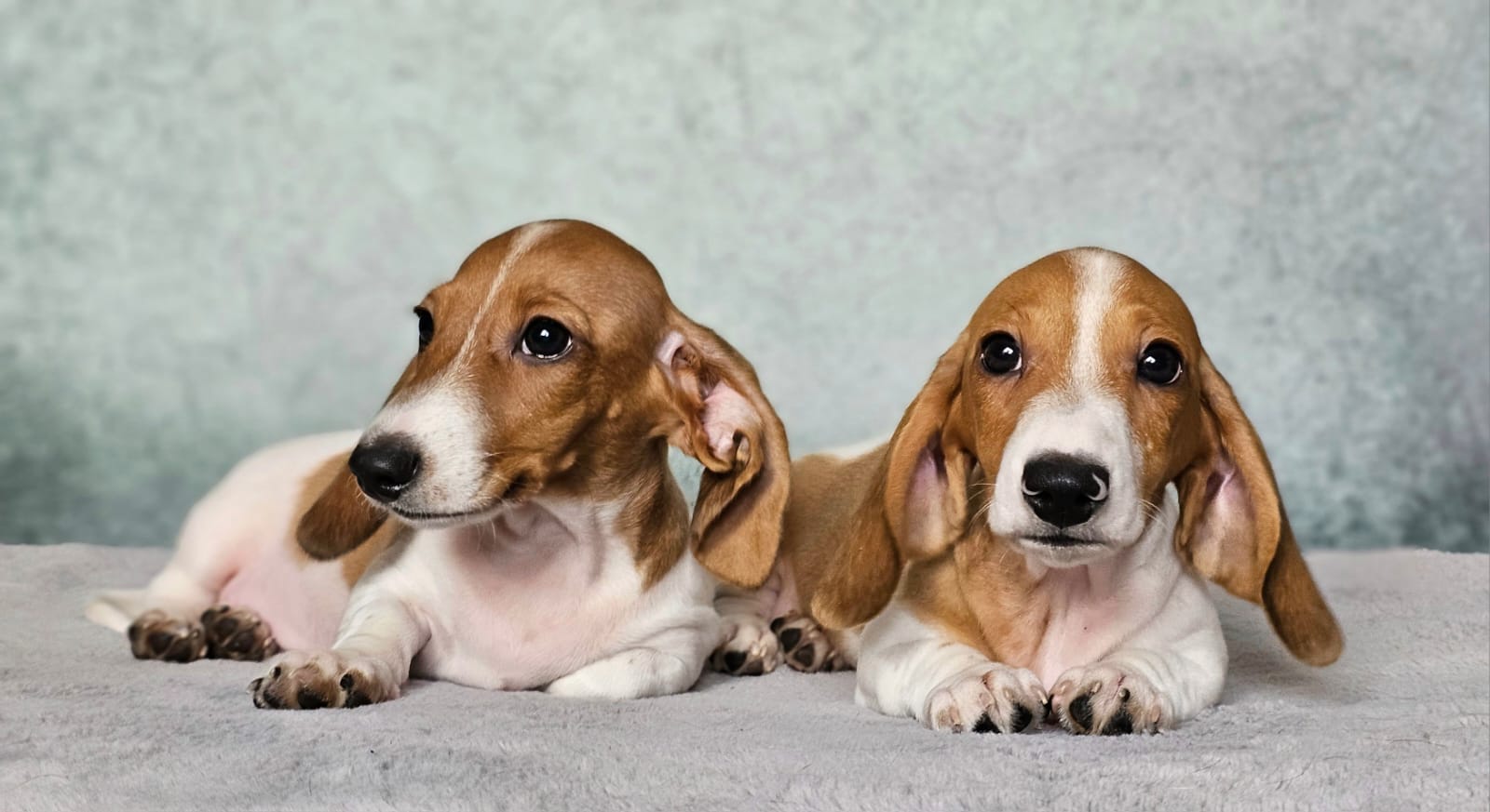 WhatsApp-Image-2025-03-28-at-11.09.46-1