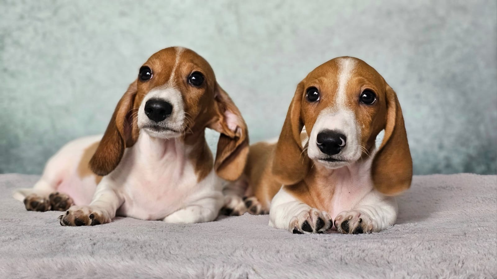 WhatsApp-Image-2025-03-28-at-11.09.46