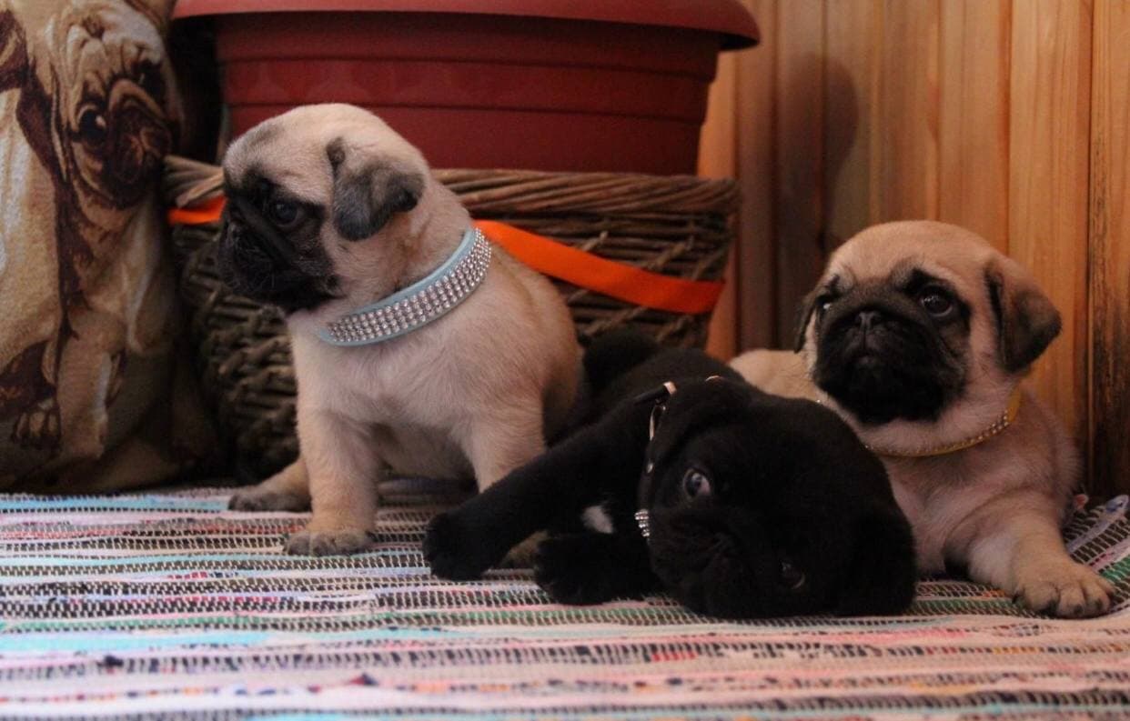 photo_2021-01-12_16-08-48