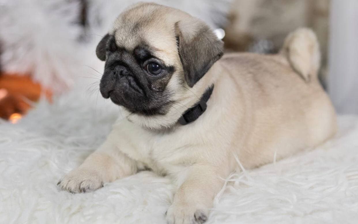 photo_2021-01-12_16-08-49