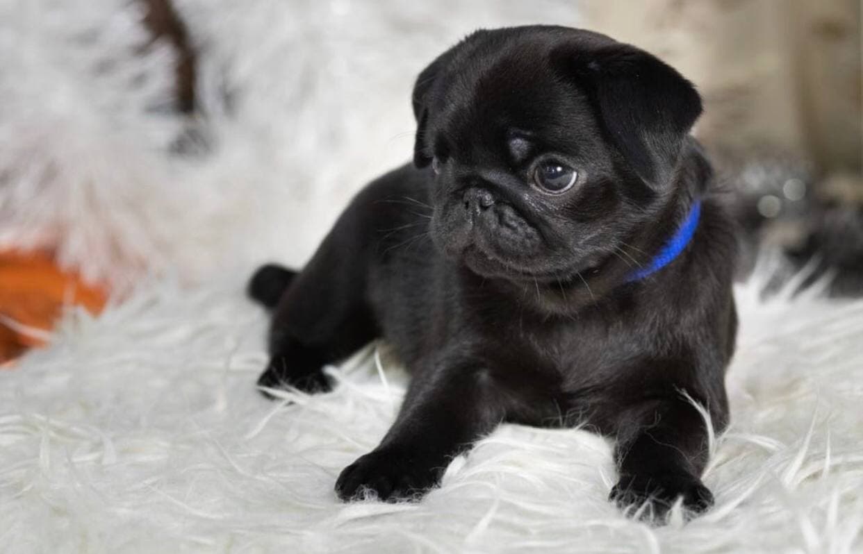 photo_2021-01-12_16-08-50