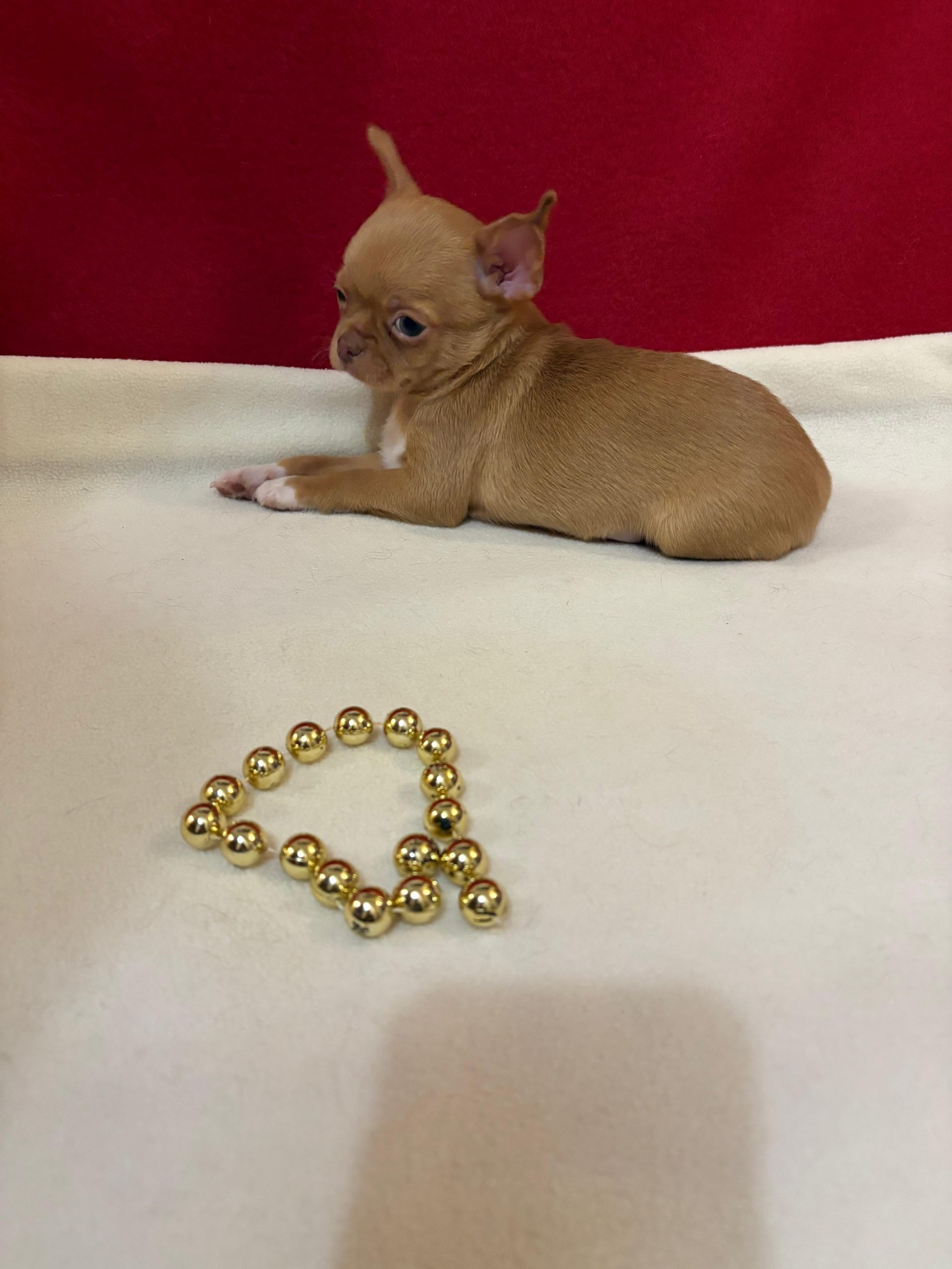 -WhatsApp-2025-03-23-в-13.12.06_c57e2e0d