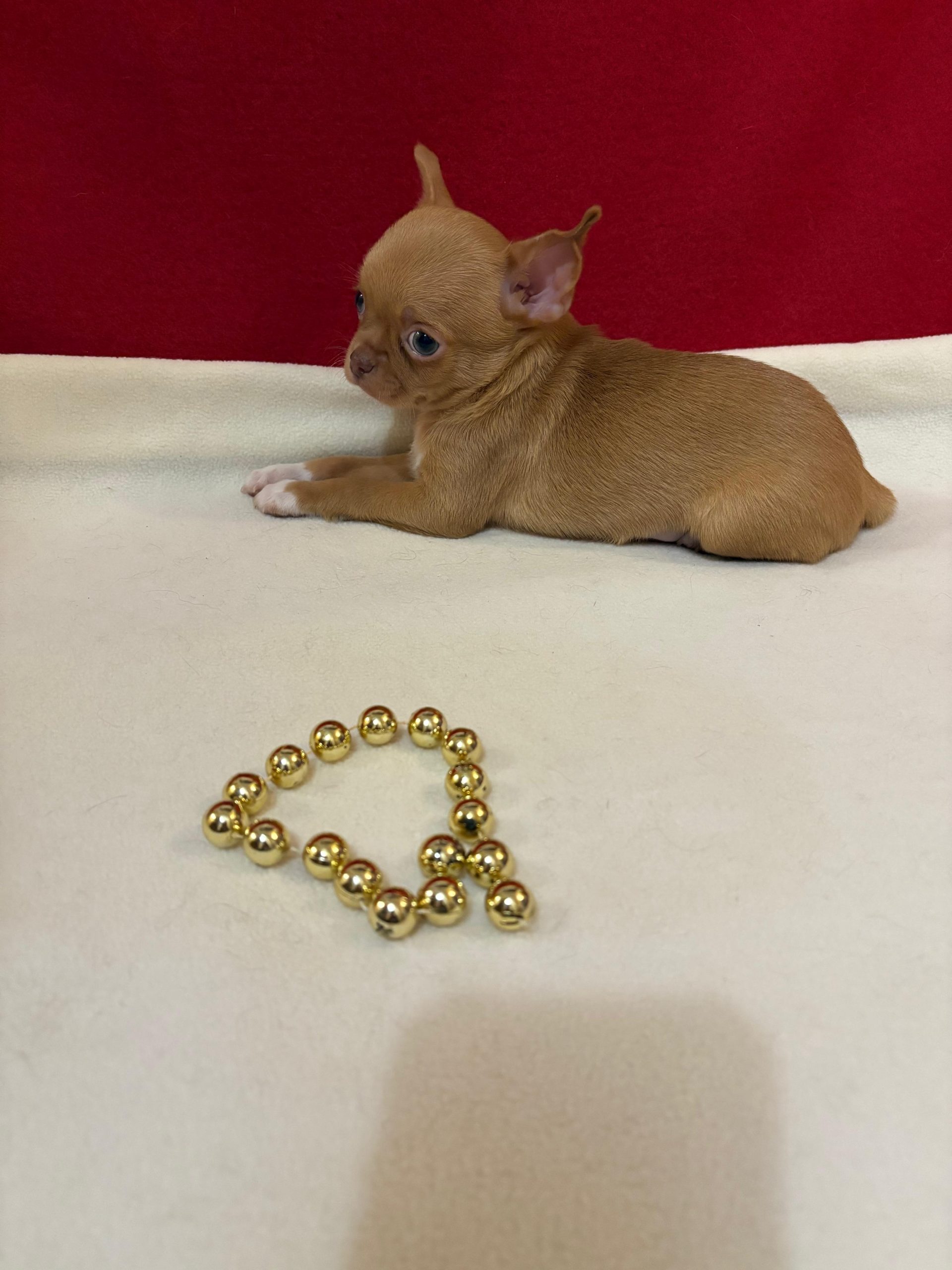 -WhatsApp-2025-03-23-в-13.12.06_c7cda488