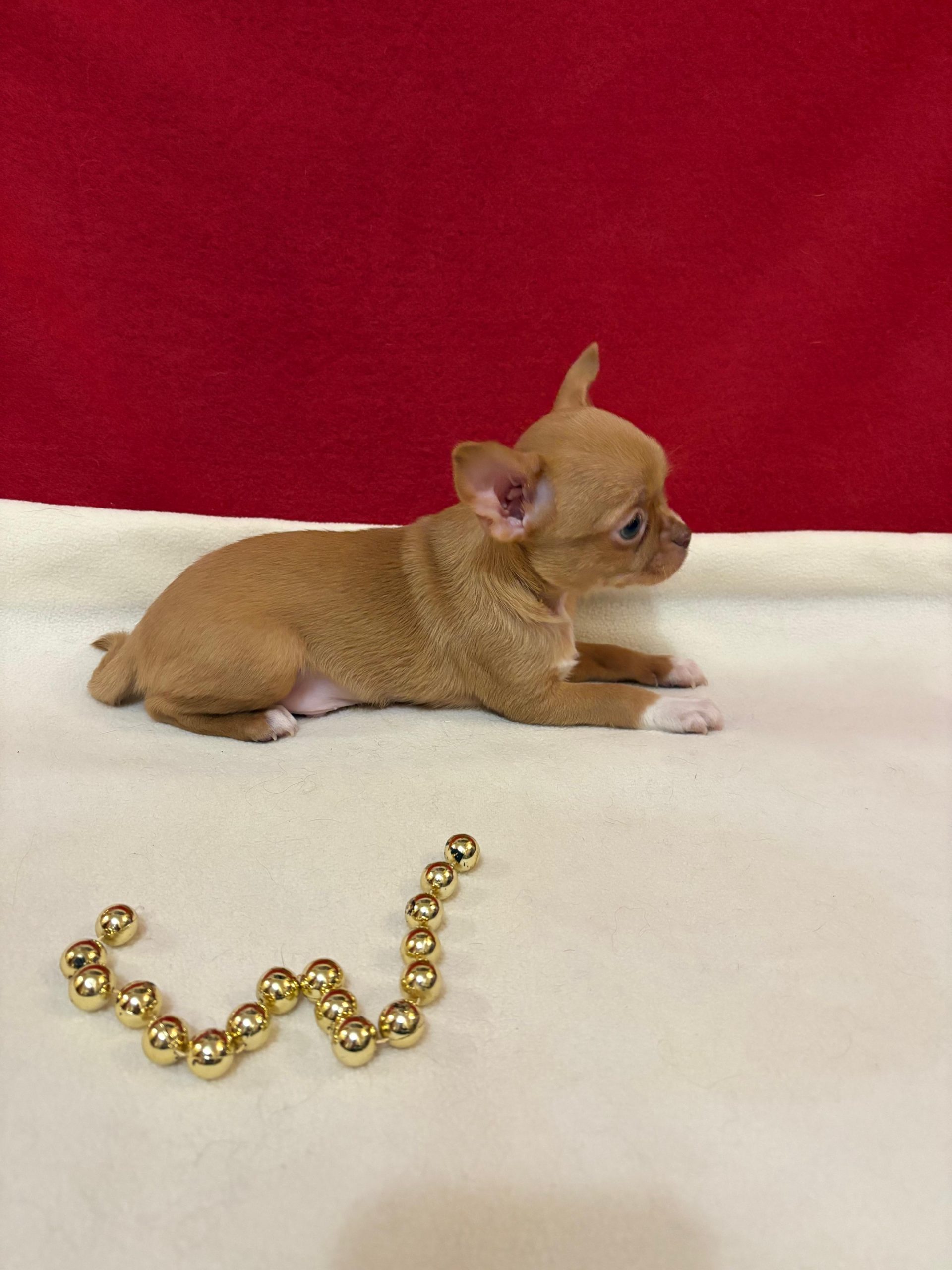 -WhatsApp-2025-03-23-в-13.12.07_3b869aa3