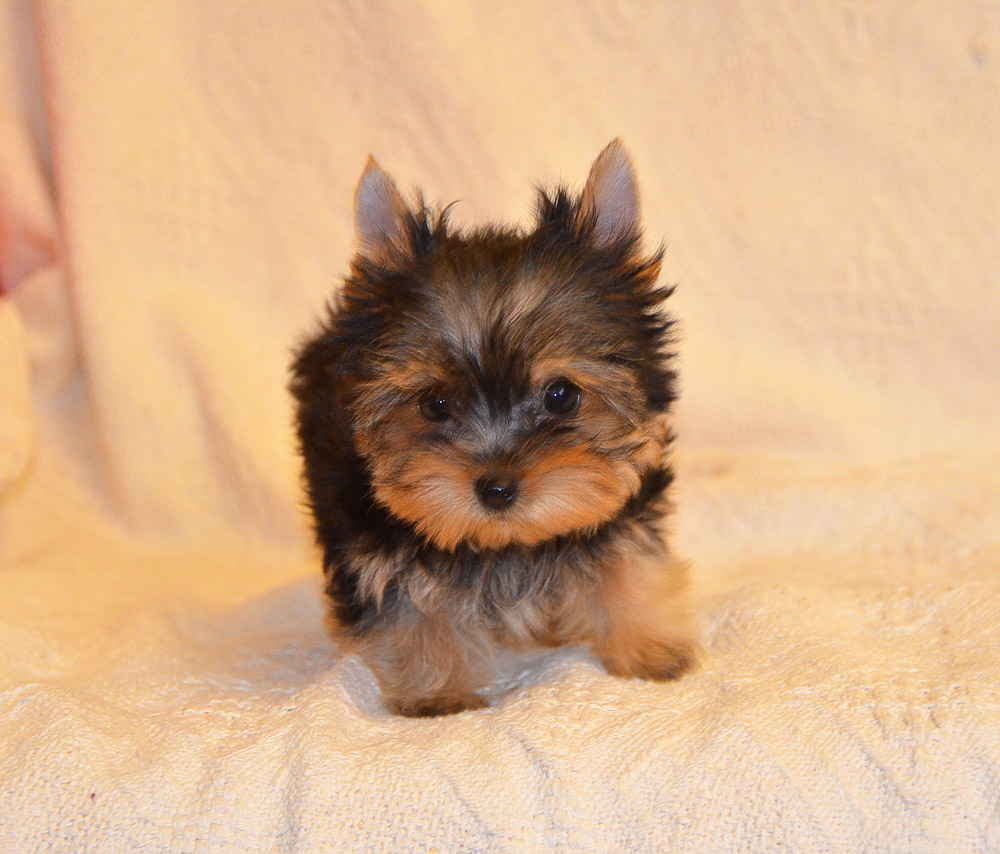 1-0-фото-DSC_0614