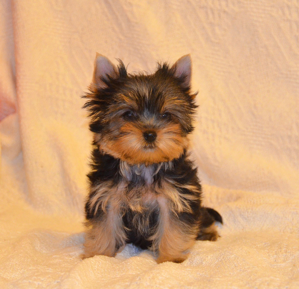 1-1-фото-DSC_0615