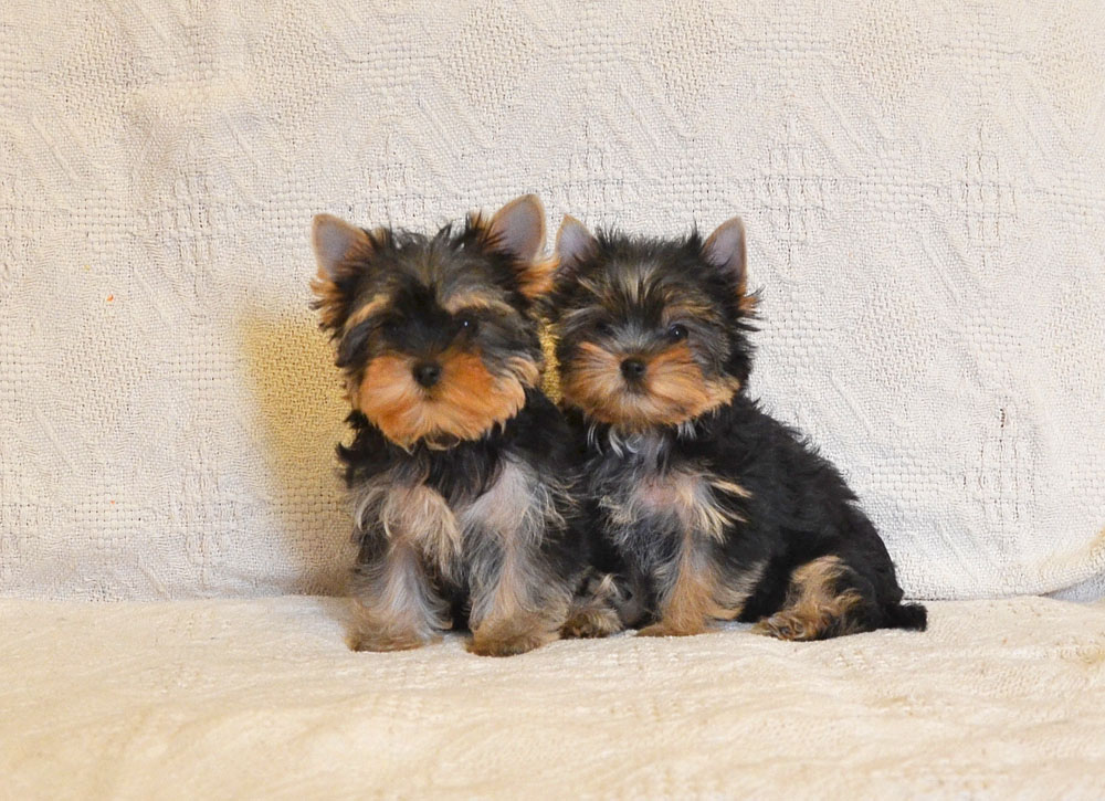 1-4-фото-9-свет-DSC_0648