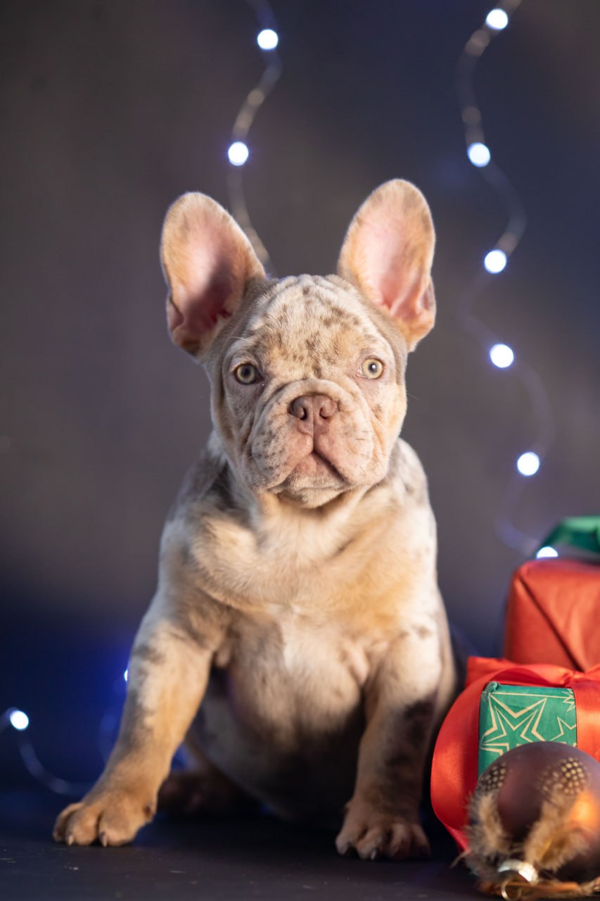 IMG-20241224-WA00351