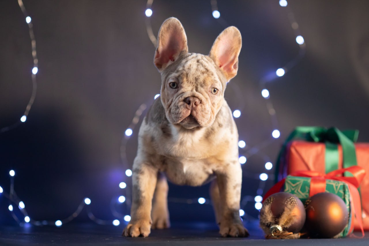 IMG-20241224-WA00361